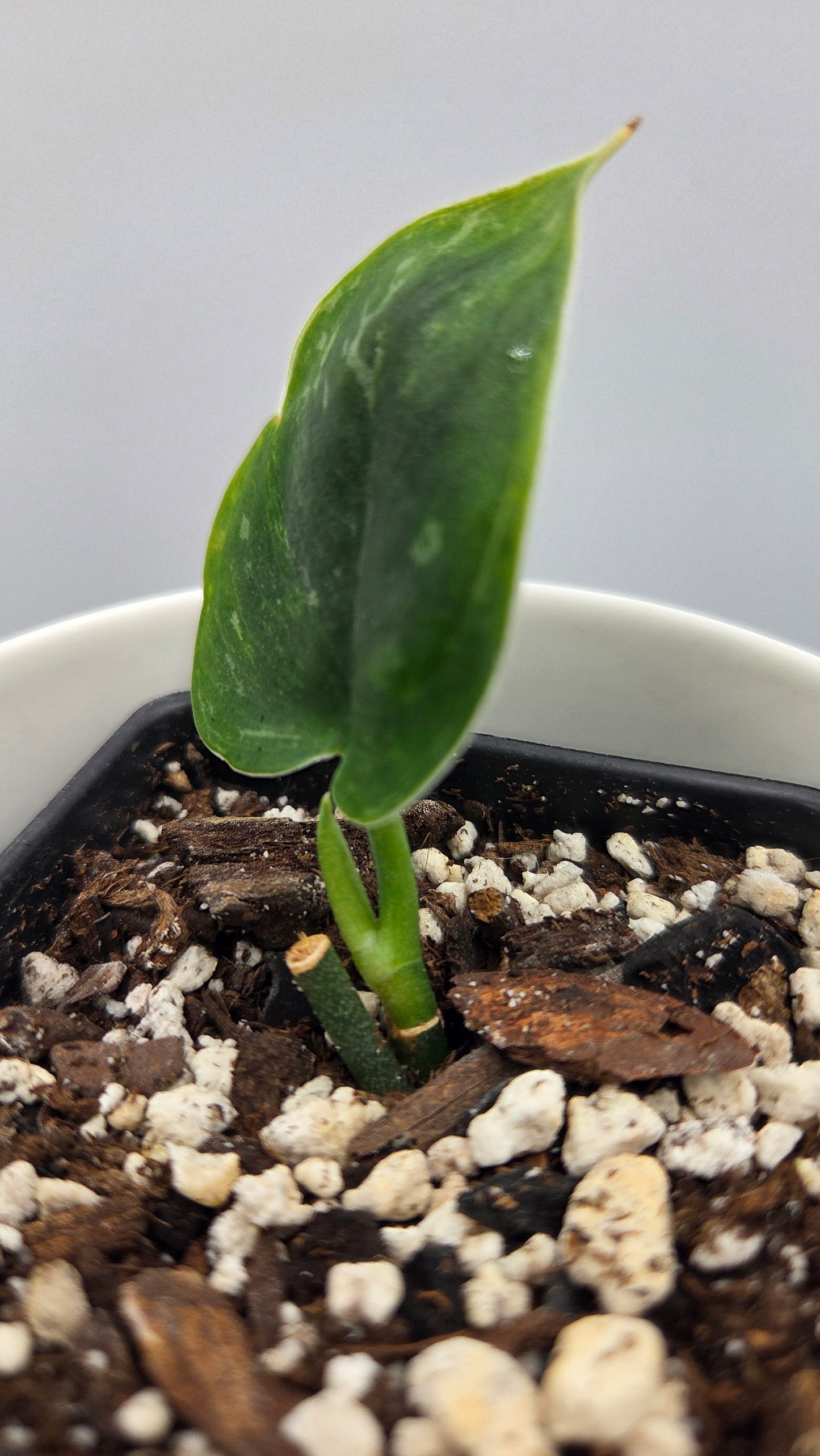 Scindapsus Exotica Sulawesi (SCI-1108)