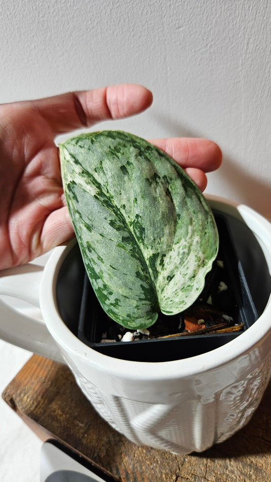 Scindapsus Peasun (SCI-1059)