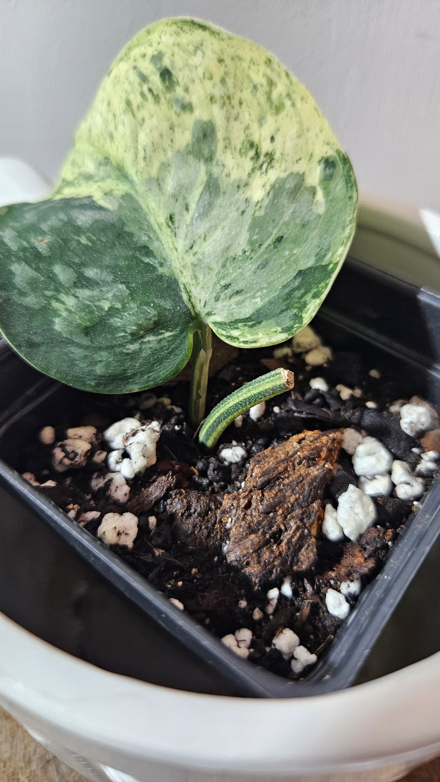 Scindapsus Silver Cloud mutation (SCI-1090)