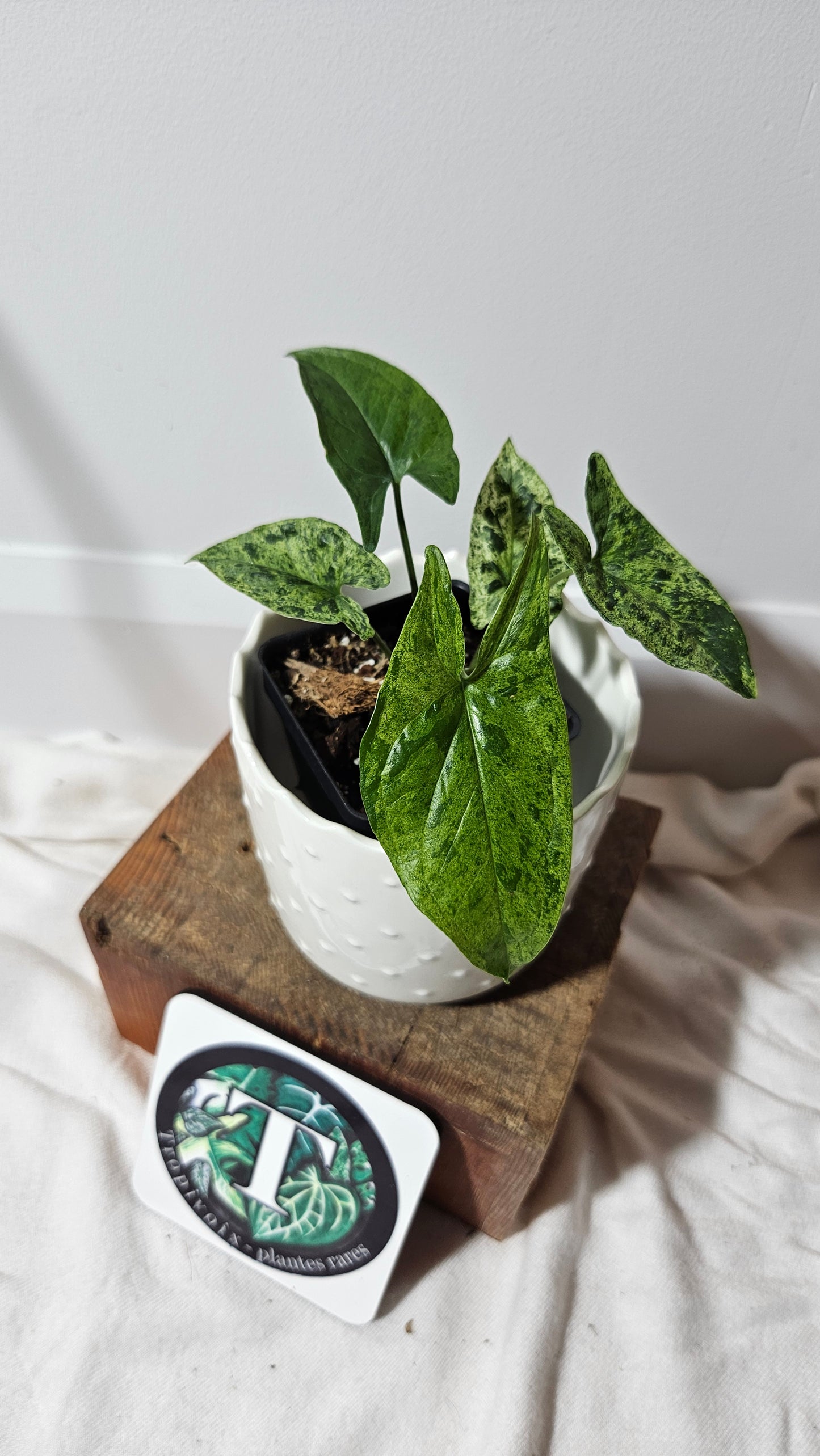 Syngonium Mojito (SYN-254)