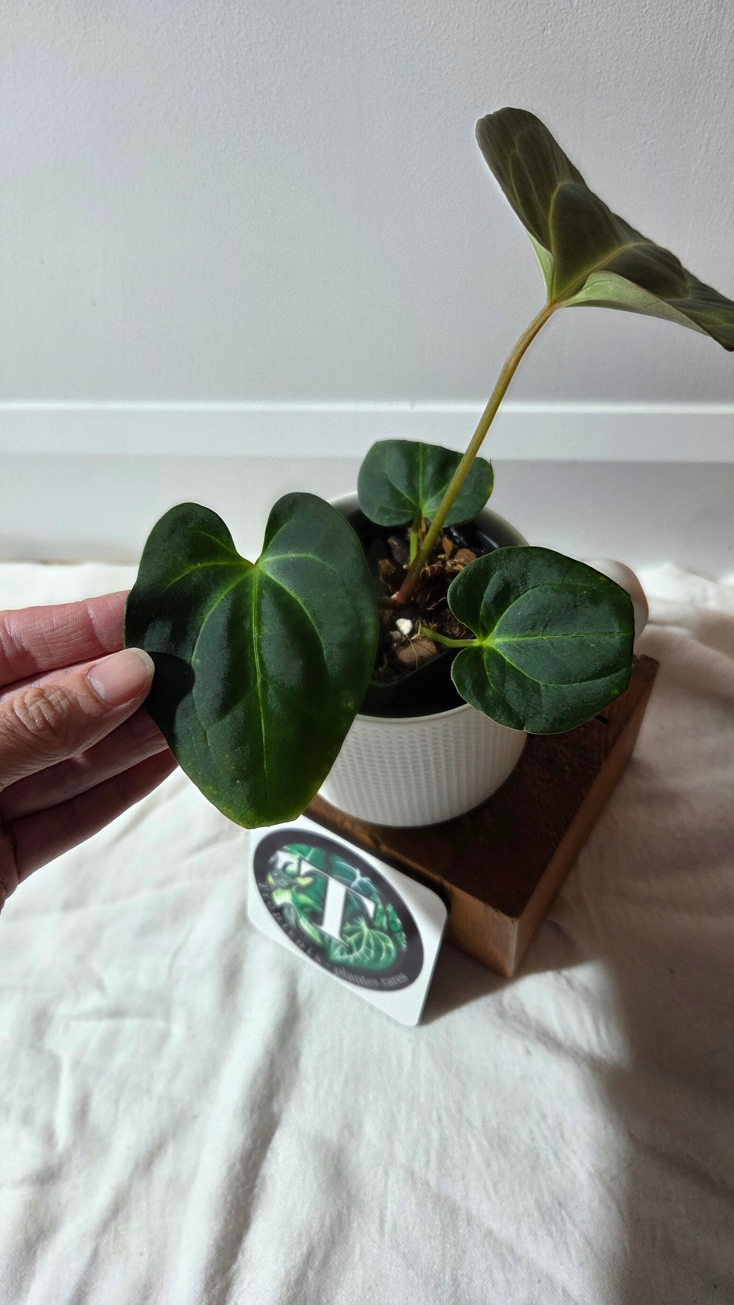 Anthurium Besseae Aff Velvet "Format MOYEN" (ANT-671)