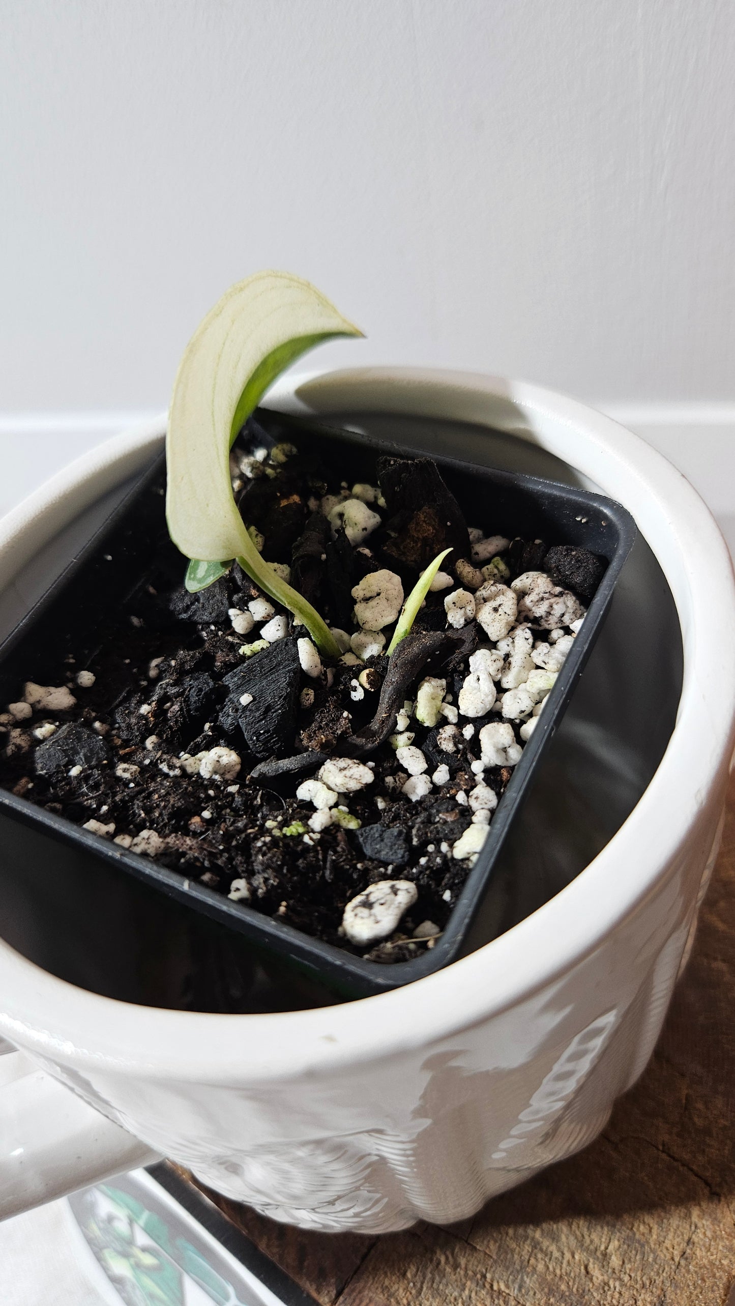 Scindapsus Mayari (SCI-1297)