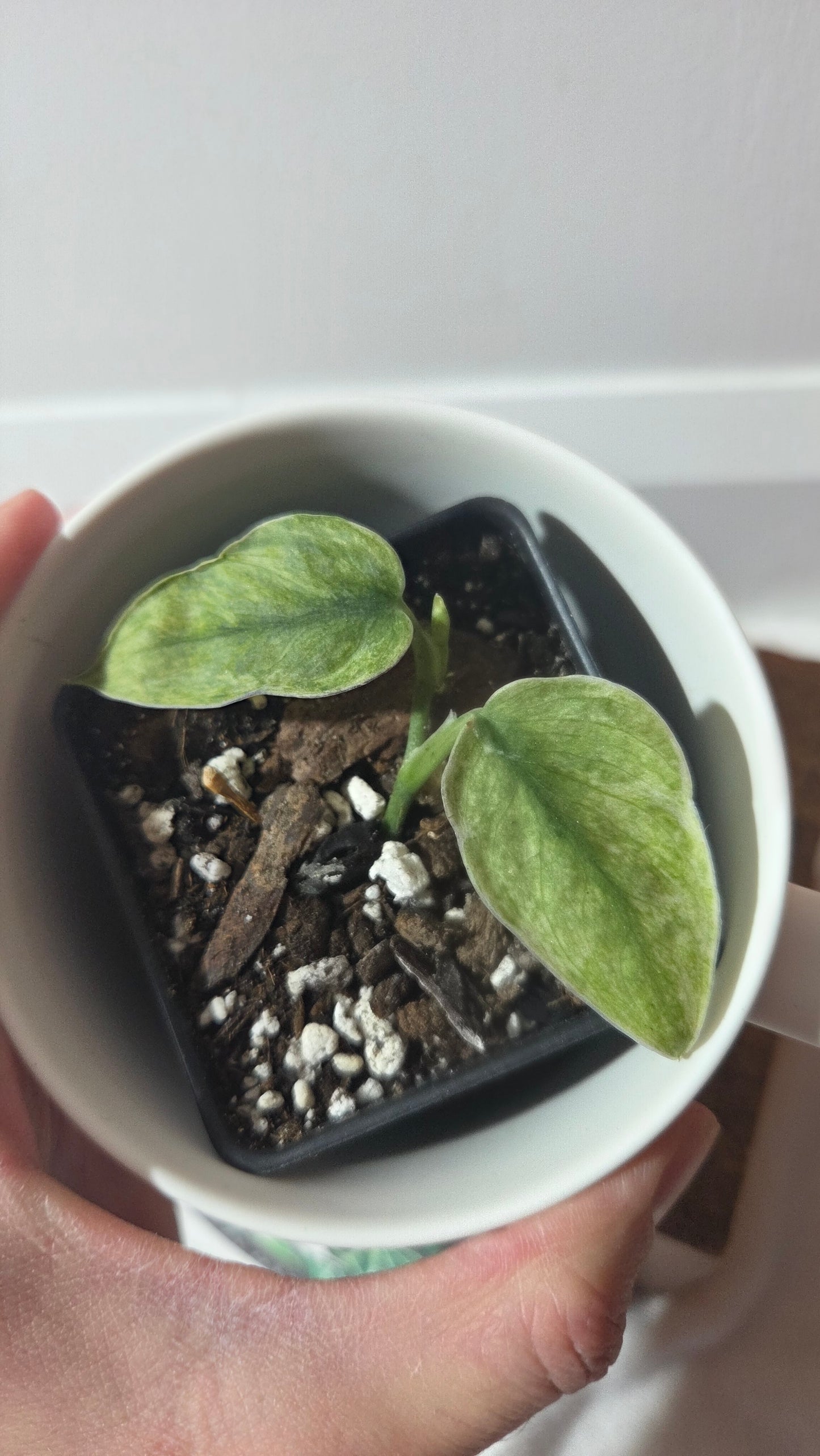 Scindapsus Blue Sky (SCI-1432)