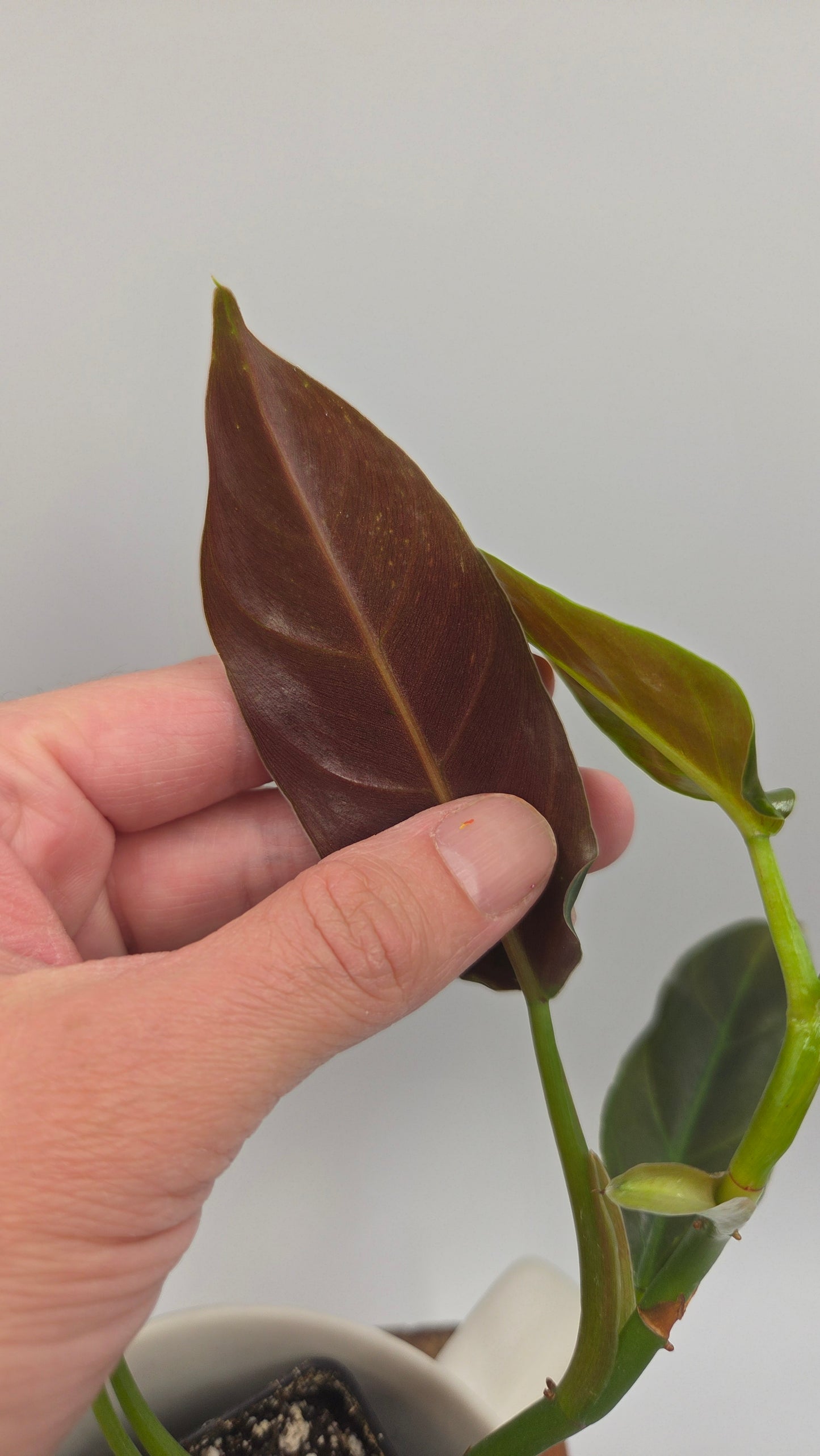 Philodendron Subhastatum Blood (PHI-1028)
