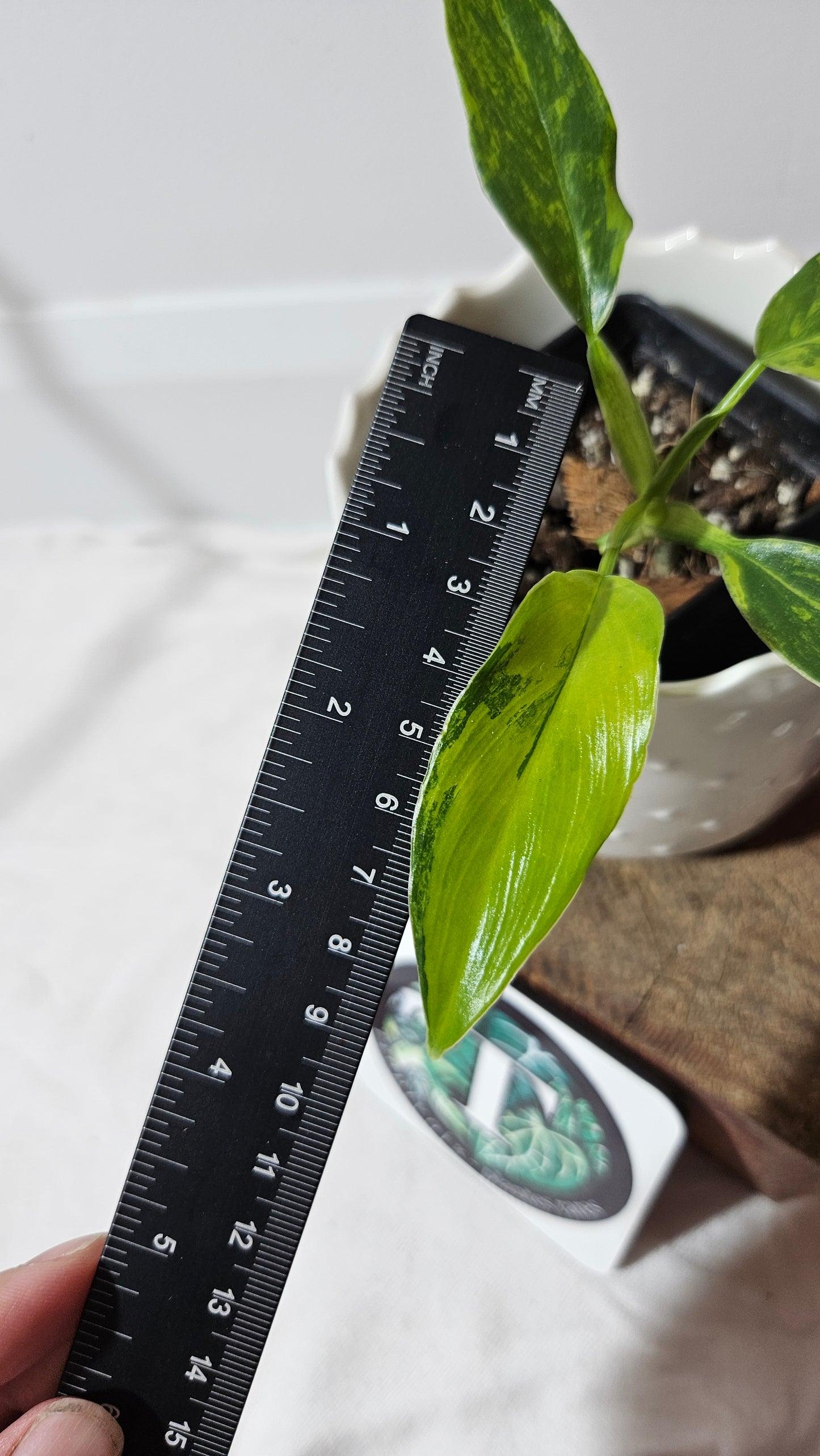 Philodendron Domesticum Variegata (PHI-565)