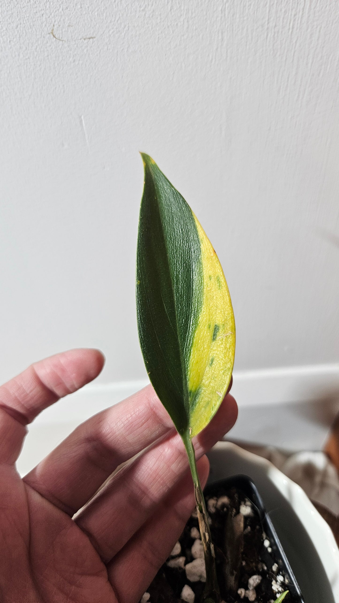 Scindapsus Coriaceus Aurea(SCI-784)