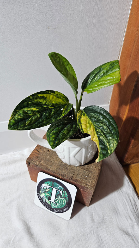 Monstera Karstenianum/Peru Variegata (MON-464)