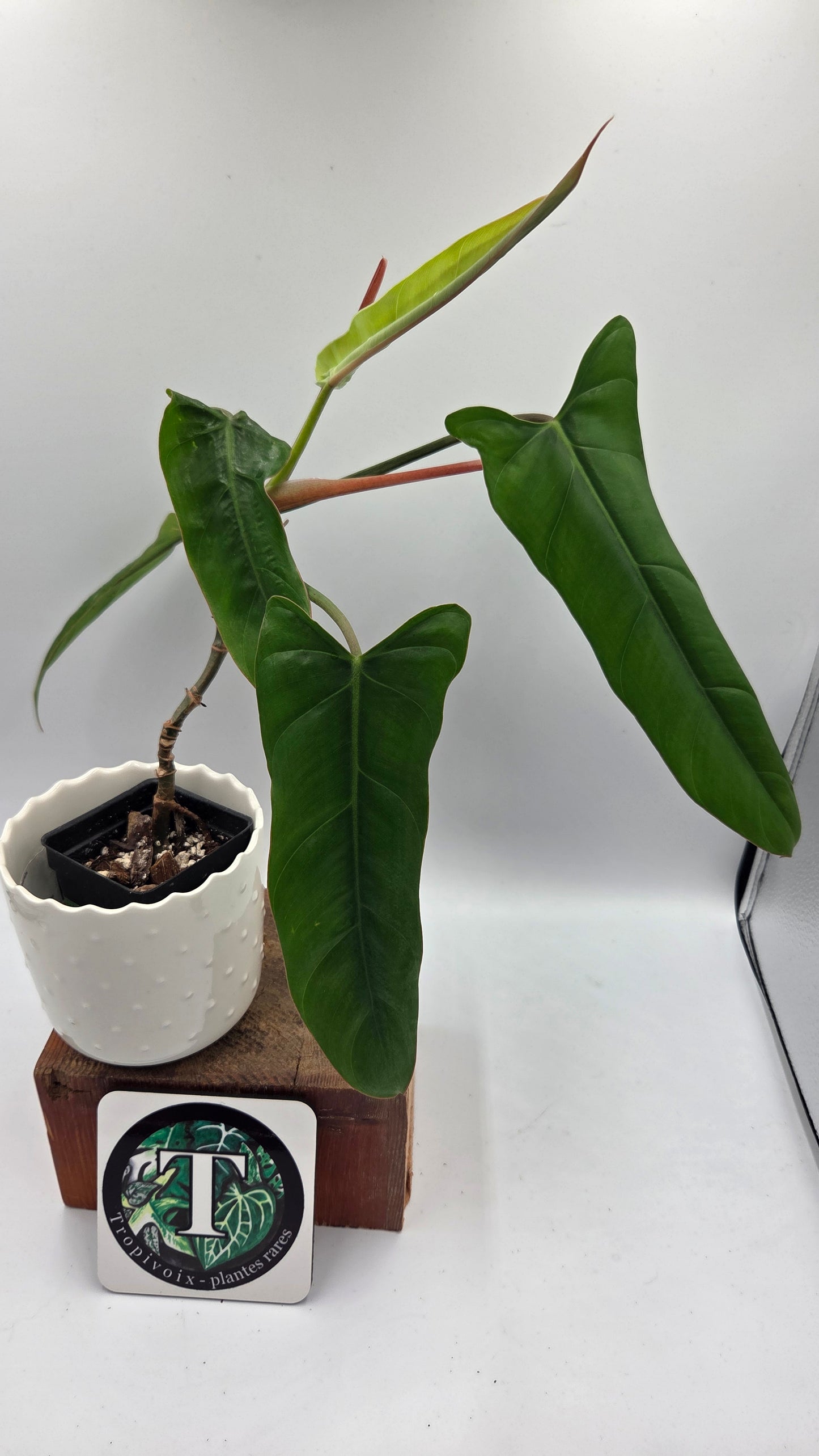Philodendron Billietiae Aff (PHI-1077)