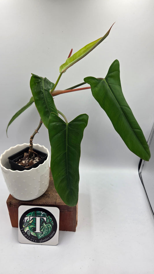 Philodendron Billietiae Aff (PHI-1077)