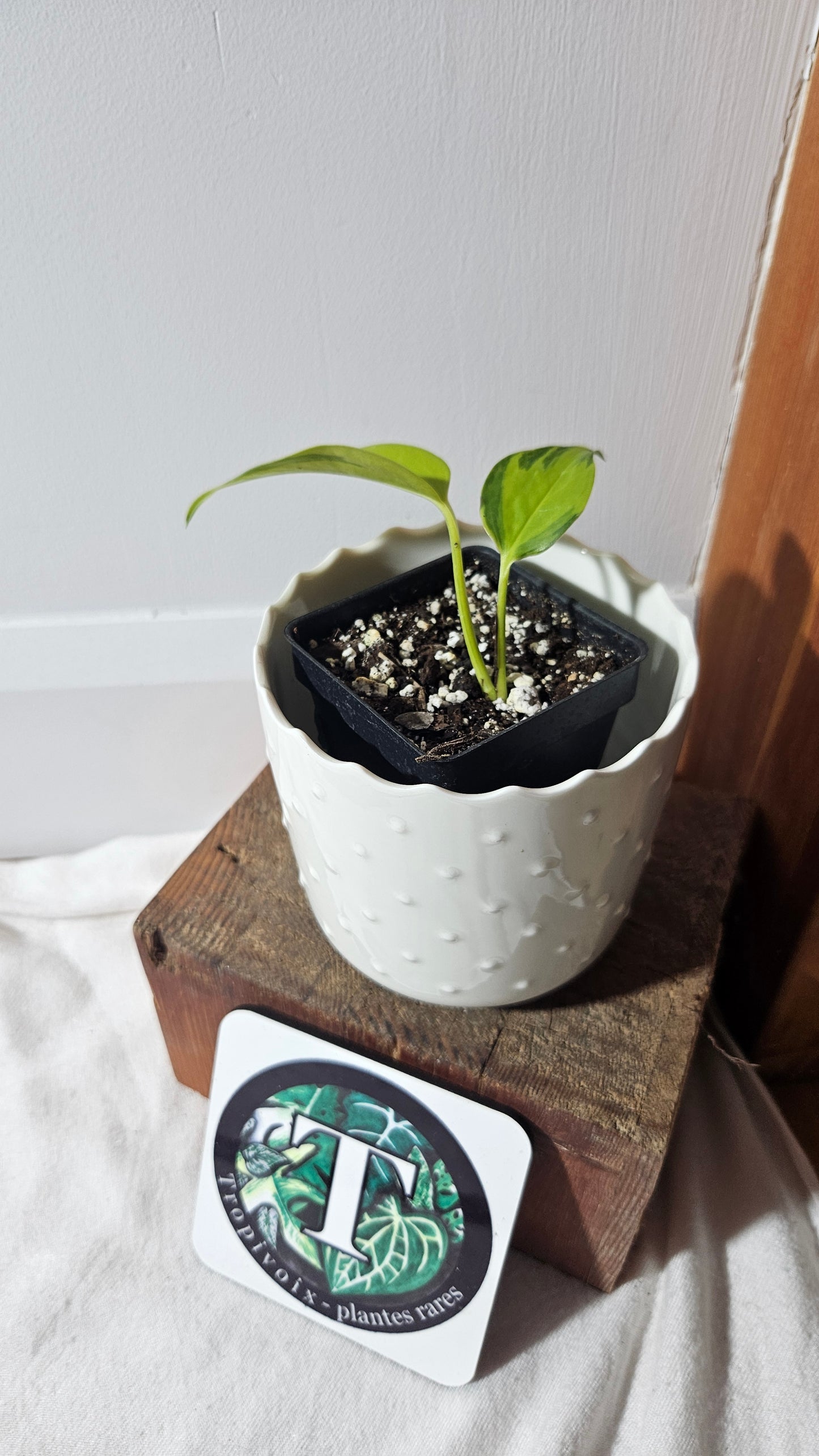 Epipremnum Aureum Neon Joy (EPI-209)