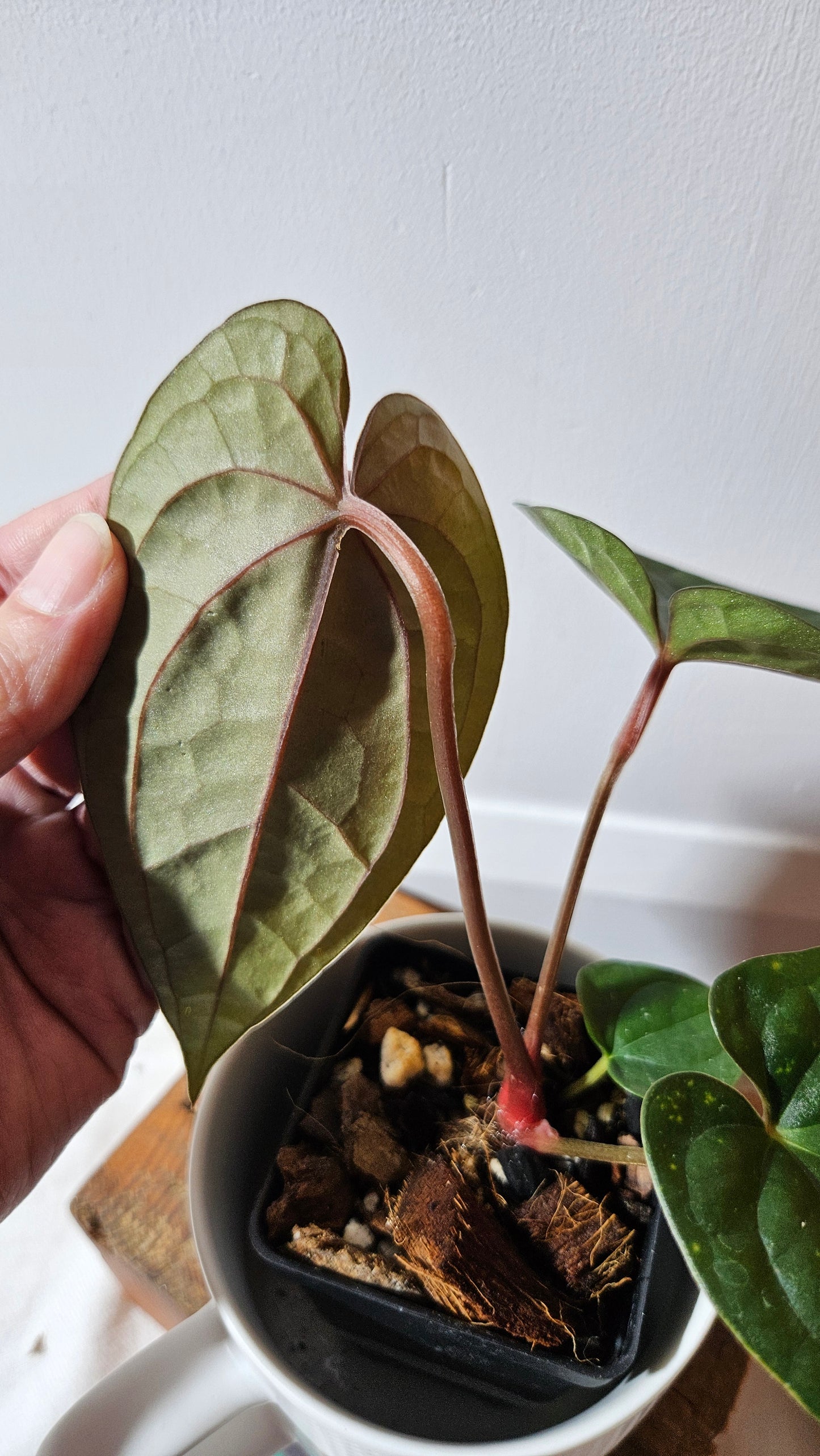 Anthurium Luxurians X Black Velvet Panama "format MOYEN" (ANT-639)