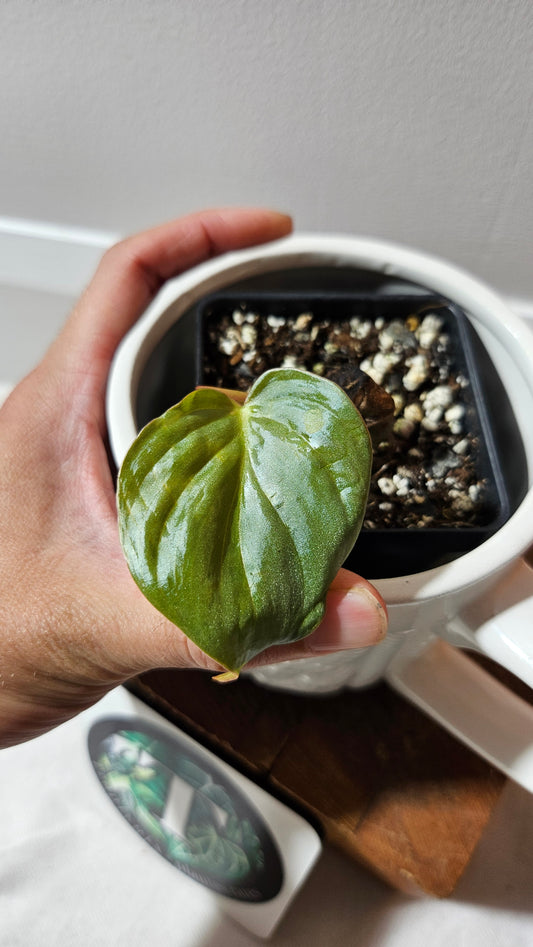 Philodendron Aff Colombia Chocolate (PHI-910)