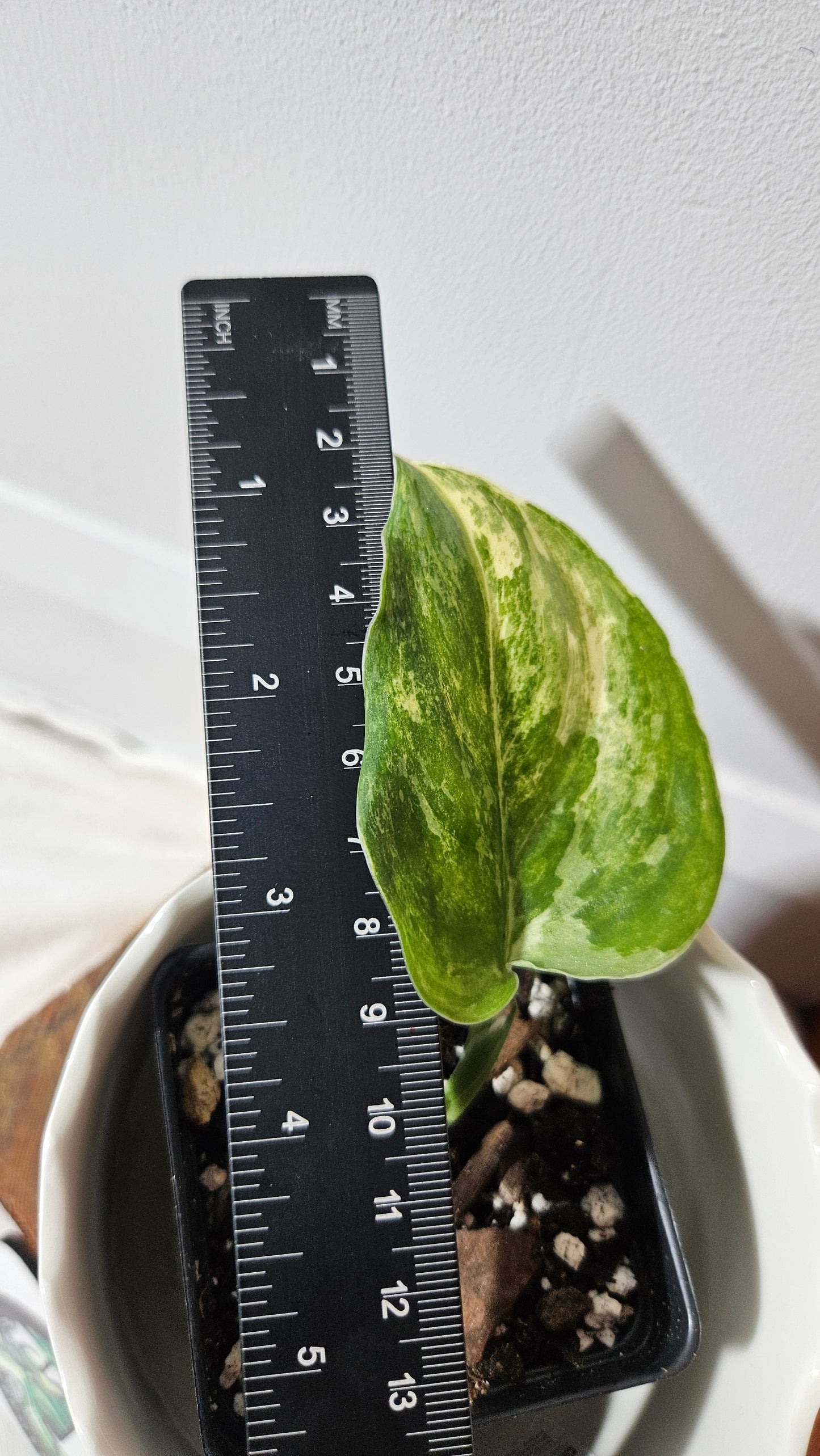 Scindapsus Exotica Salaka Tricolore (SCI-1048)