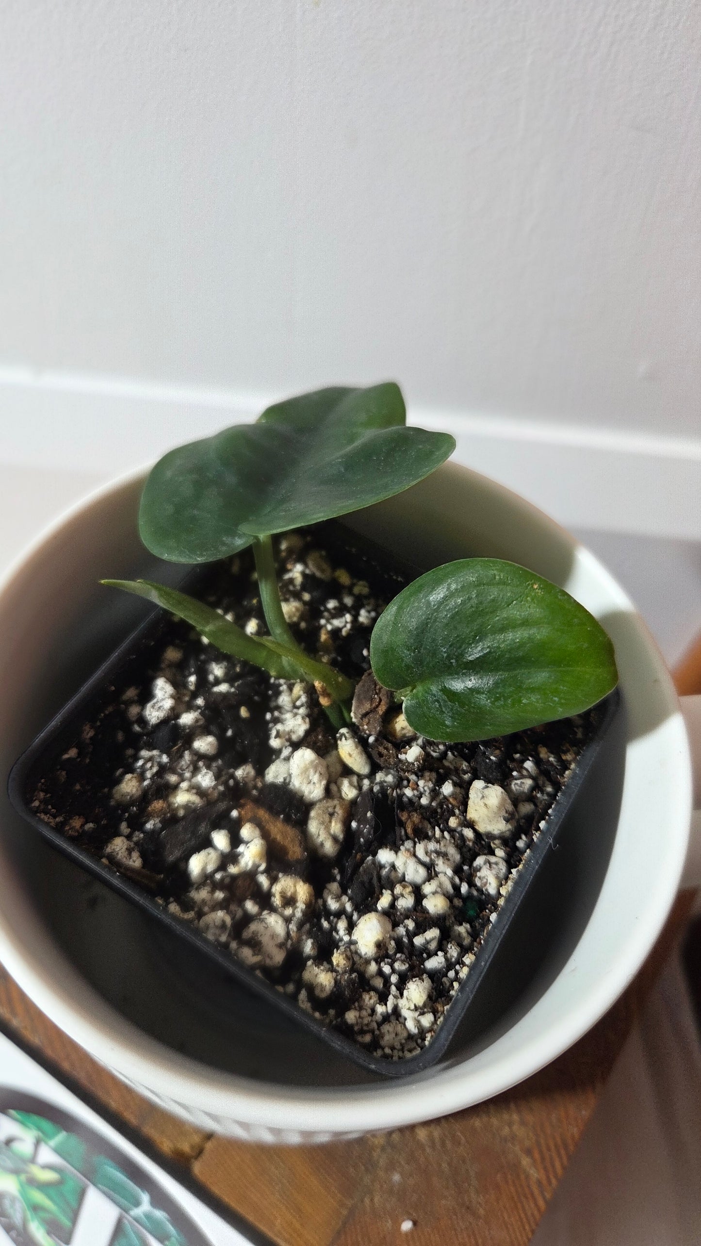 Scindapsus Dark Cloud (SCI-1383)