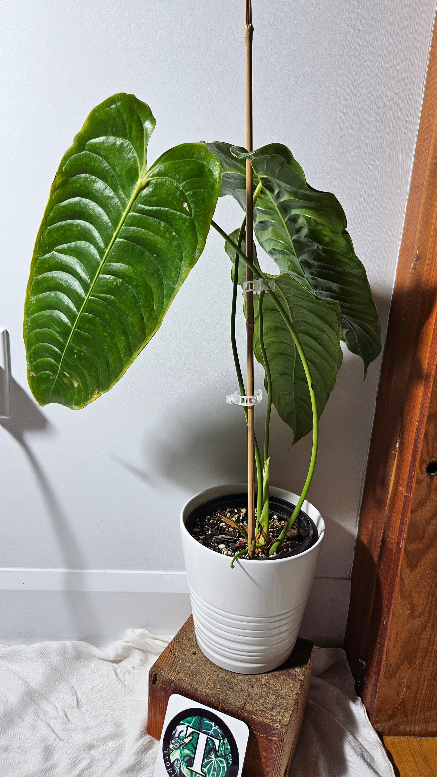 Anthurium Veitchii "format XLARGE" (ANT-132)