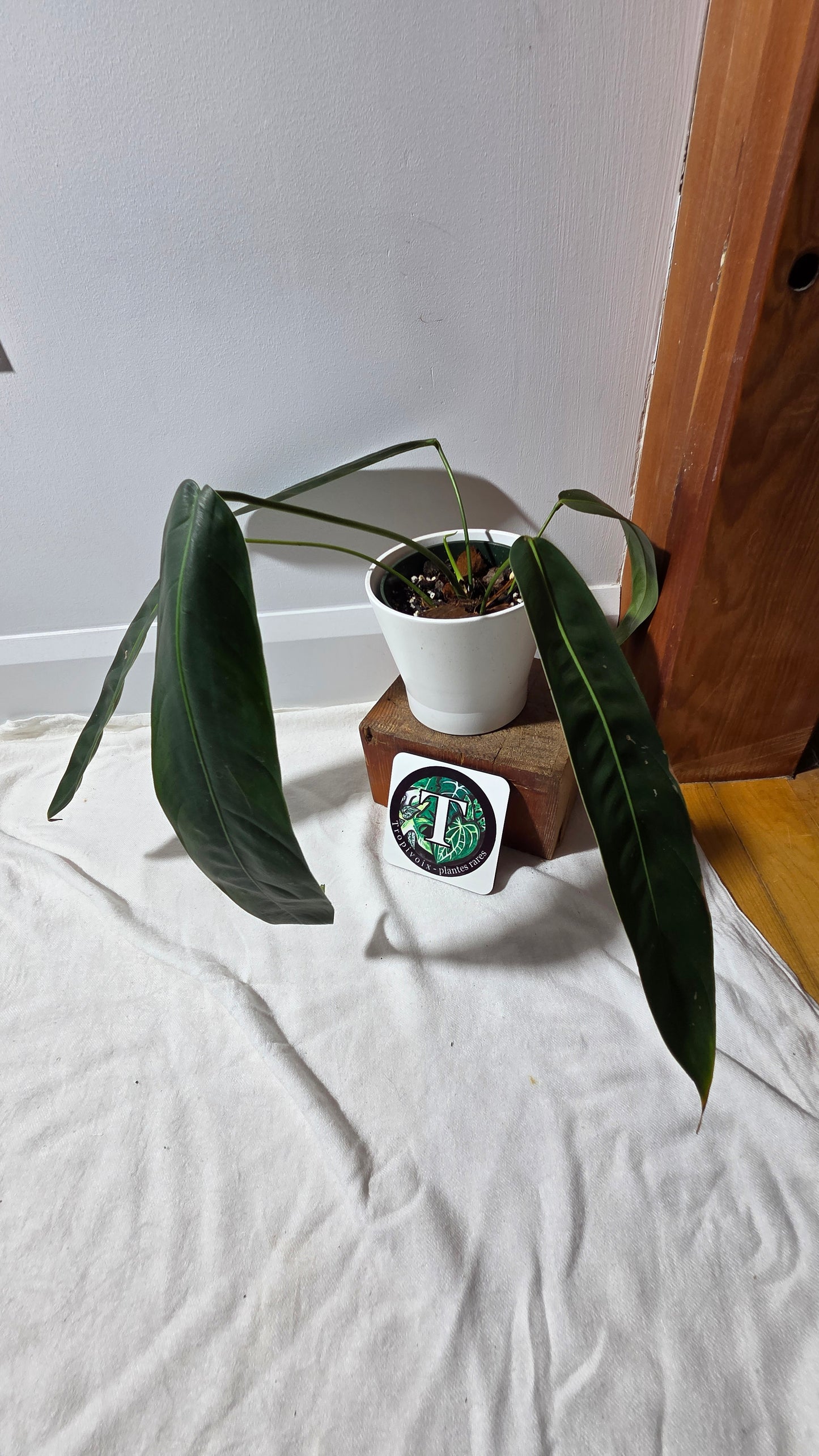 Philodendron Patriciae Black (PHI-984)