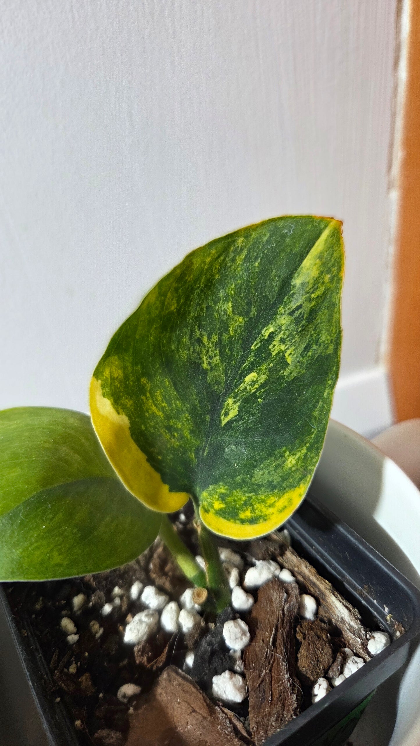 Scindapsus Parahiyangan (SCI-1380)