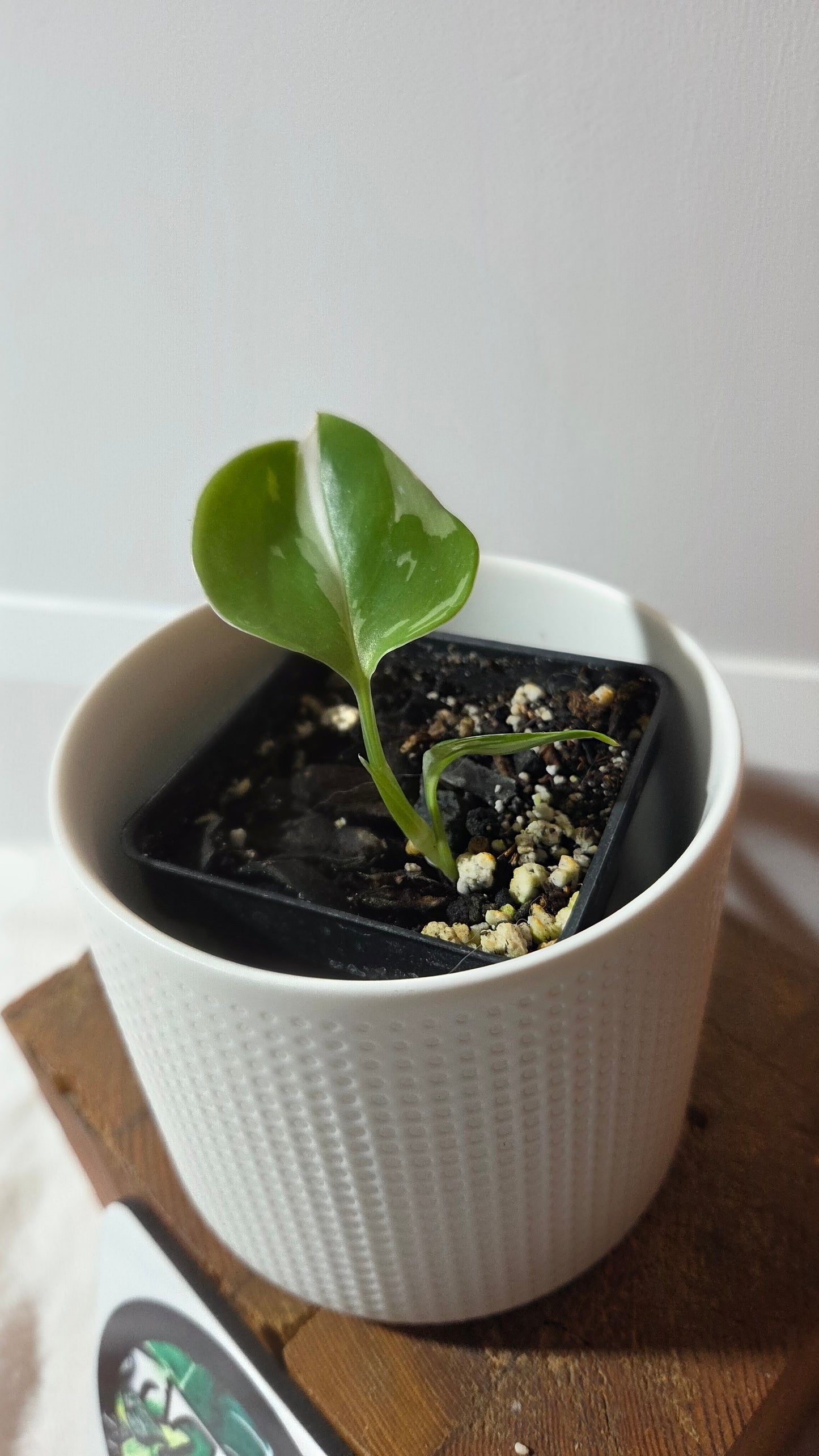 Scindapsus Treubii Moonlight Albo (SCI-1349)