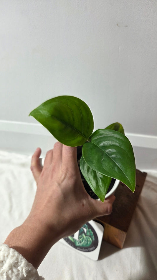 Monstera Lechleriana  (MON-529)