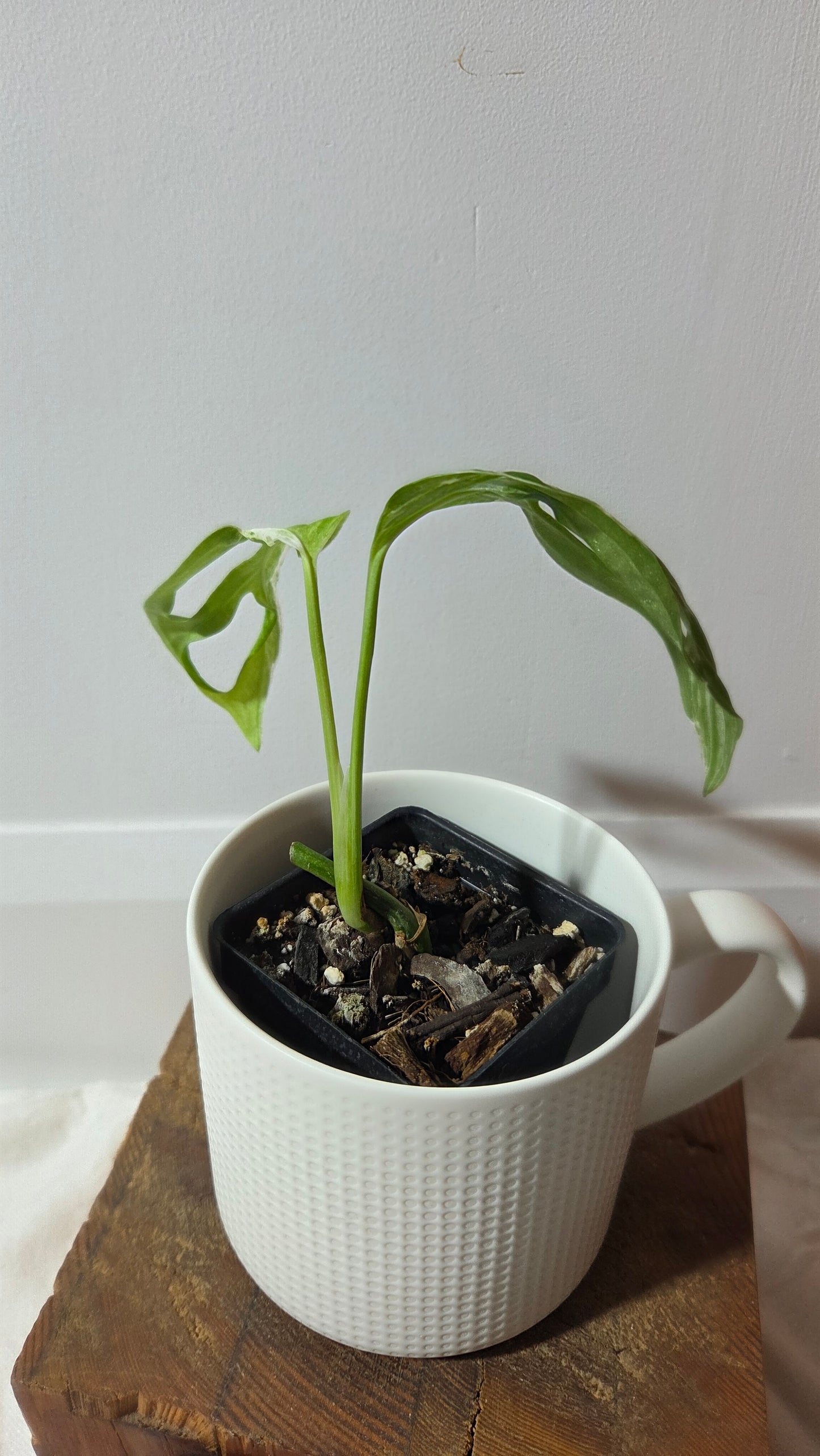Monstera Andasonii Mint/Indo (MON-349)