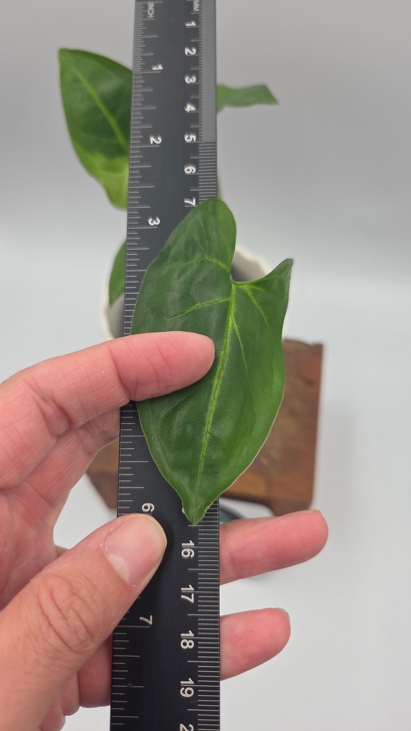 Syngonium Panda/Indo (SYN-503)