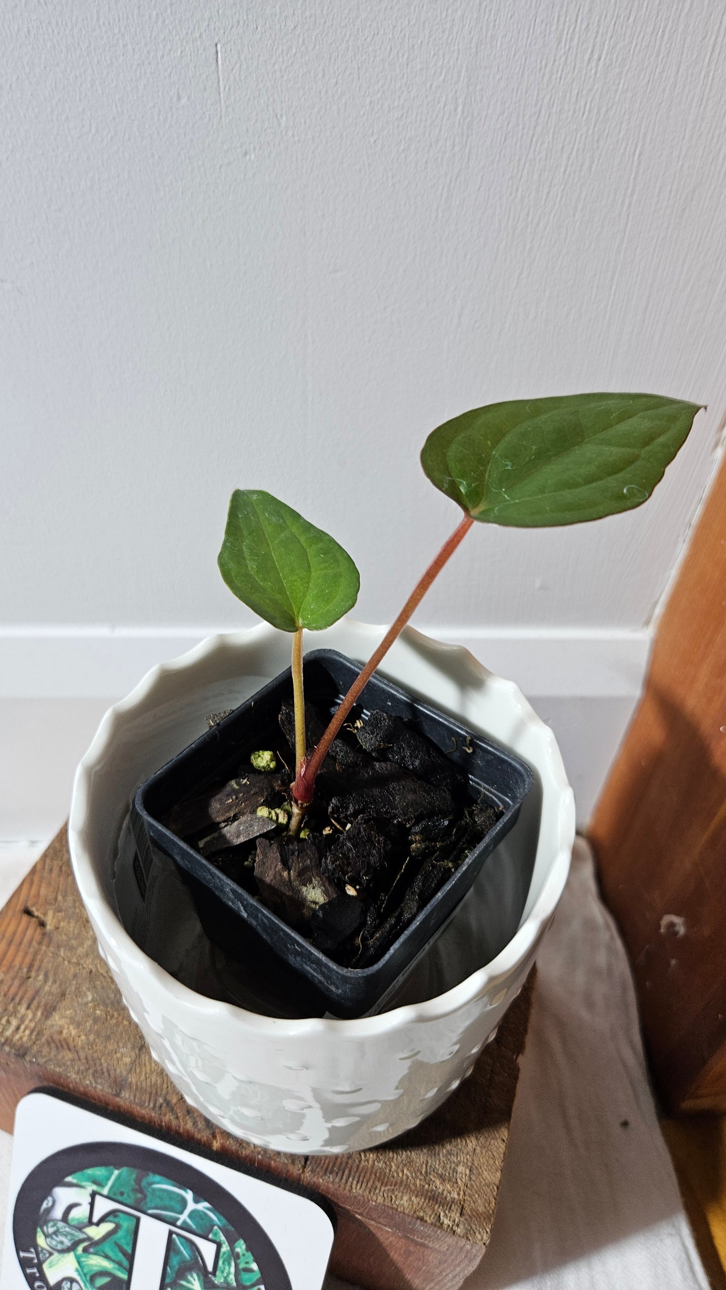Anthurium Magnificum X Luxurians "format PETIT" (ANT-562)