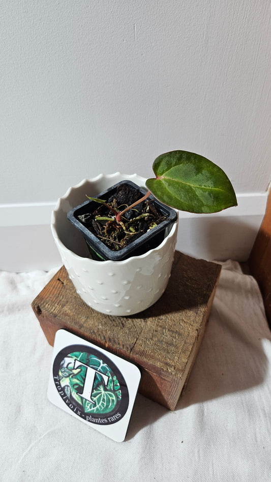 Anthurium Red Stem  "format PETIT" (ANT-514)