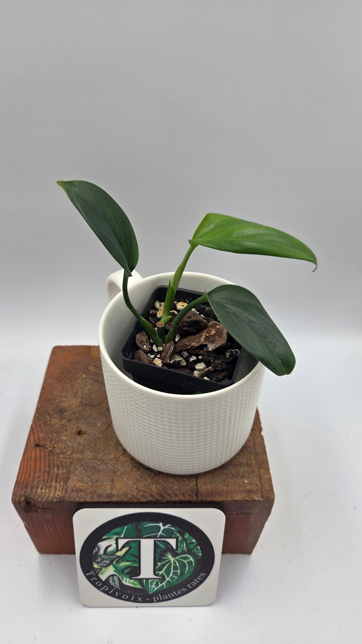 Scindapsus Hederaceus Blue  (SCI-1514)