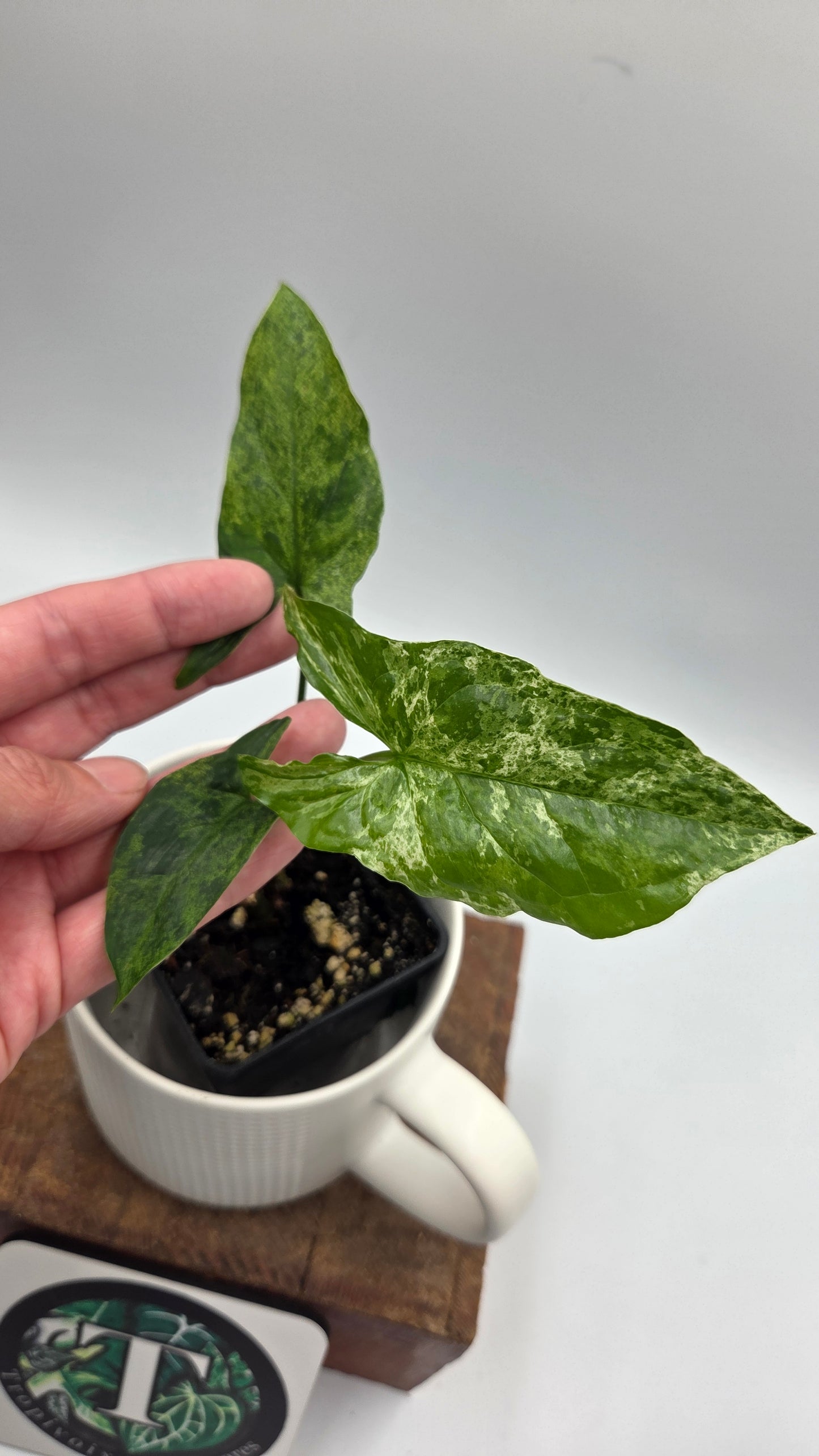 Syngonium Mojito (SYN-516)