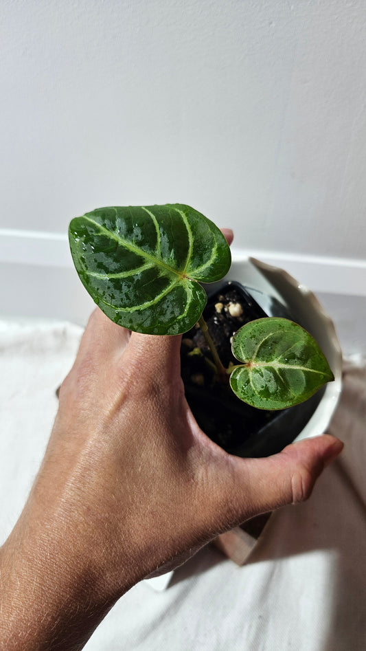 Anthurium Hoffmanii Red Sinus X Silver Hope (ANT-274)