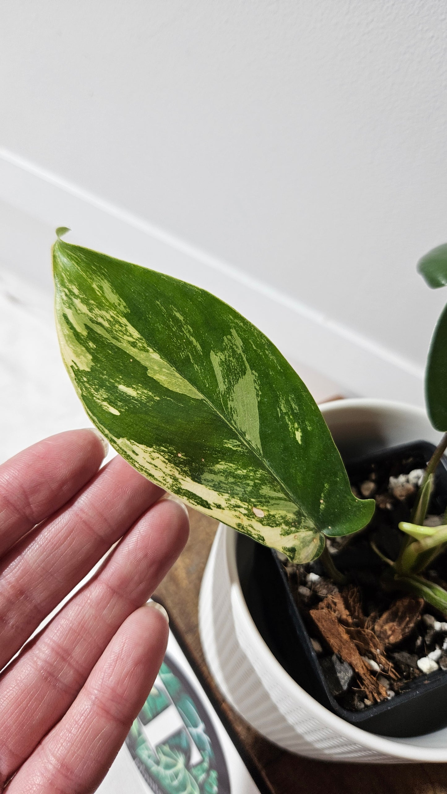Philodendron Florida Beauty (PHI-939)