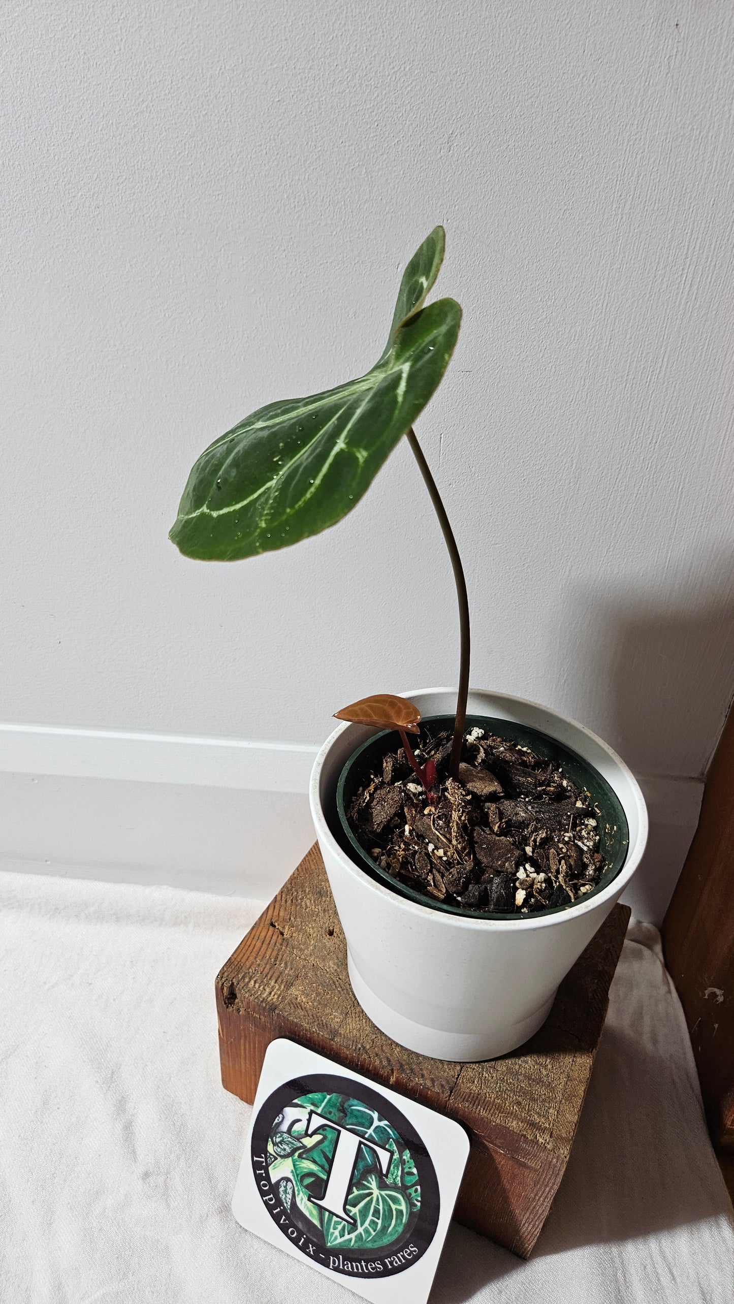 Anthurium Domino Hybrid "format MOYEN" (ANT-543)