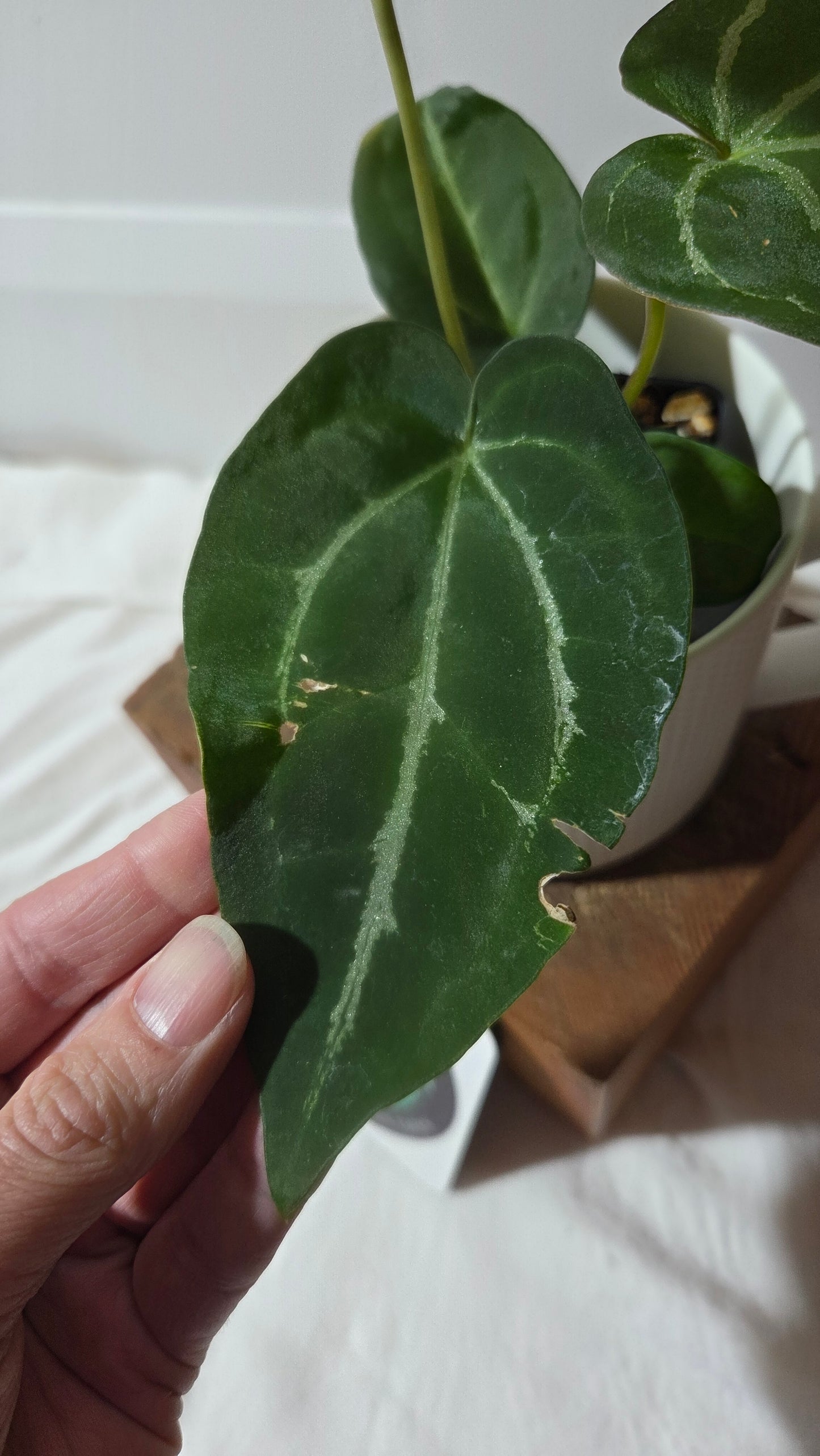 Anthurium Crystallinum Chocolate X Michelle "format MOYEN" (ANT-672)