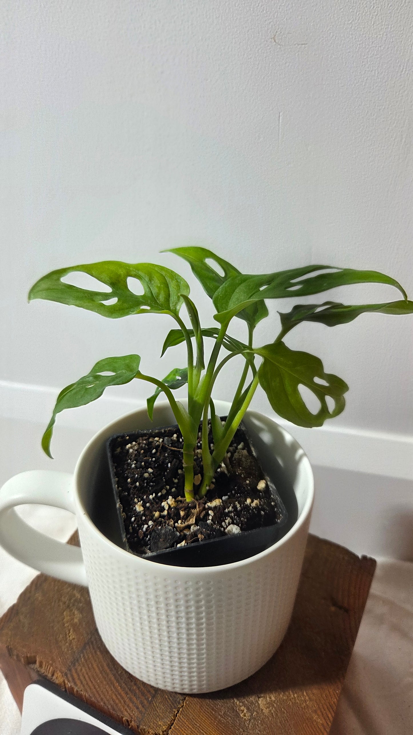 Monstera Obliqua Aff Cenepa (MON-239)