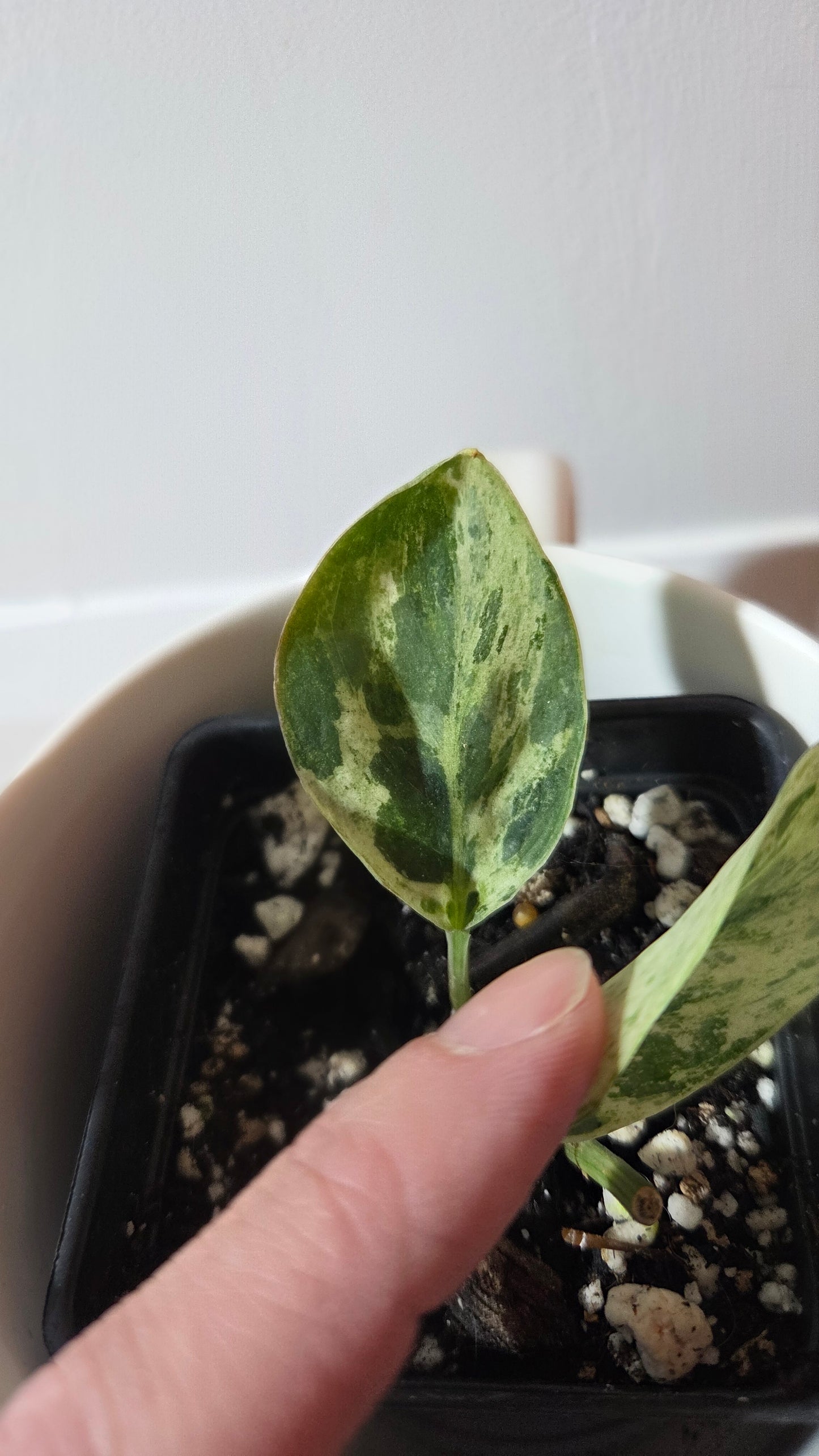 Scindapsus Silver Cloud variegata (SCI-1365)