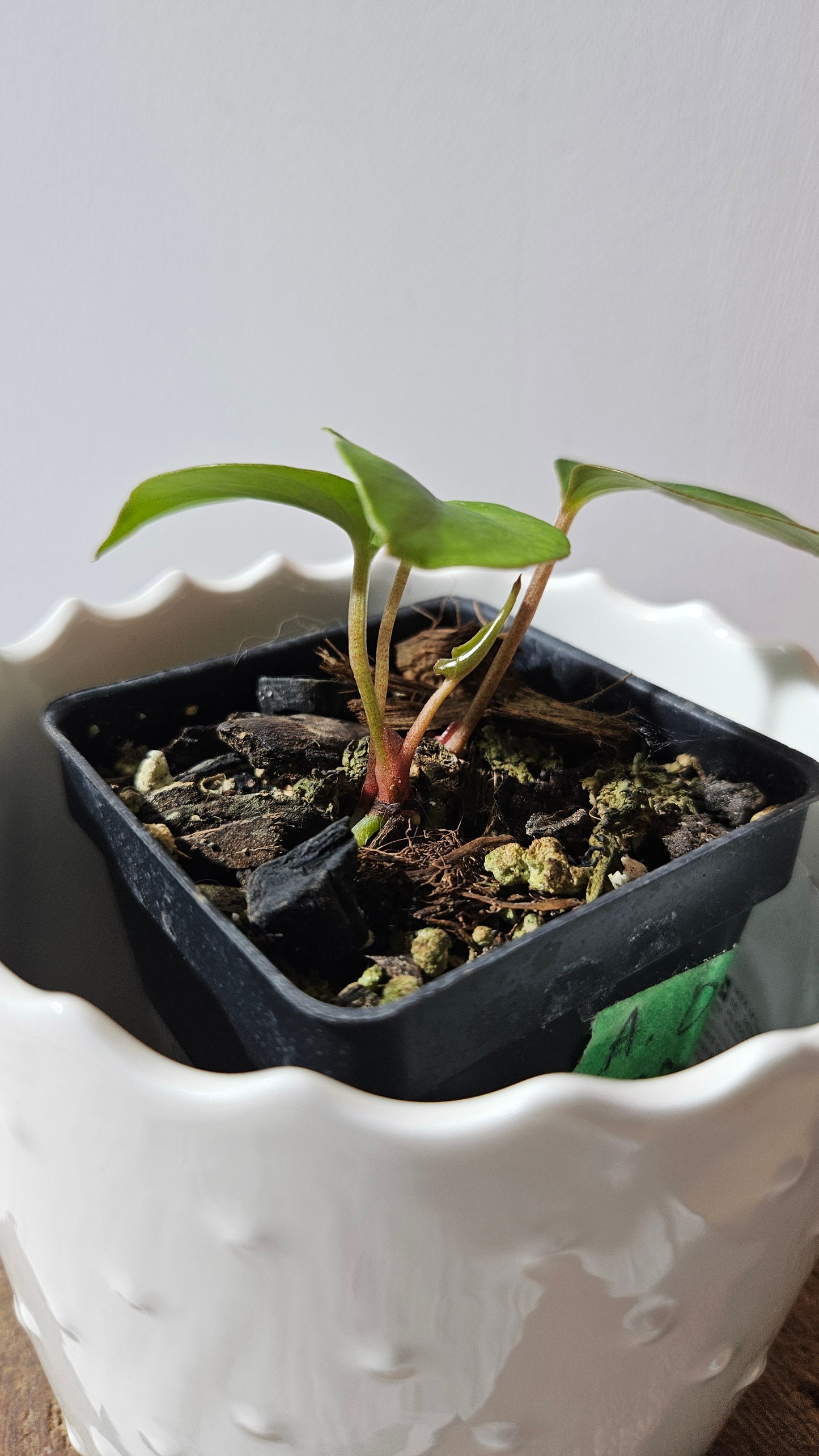 Anthurium Dressleri × Blue Papillilaminum "format SEEDLING" (ANT-621)