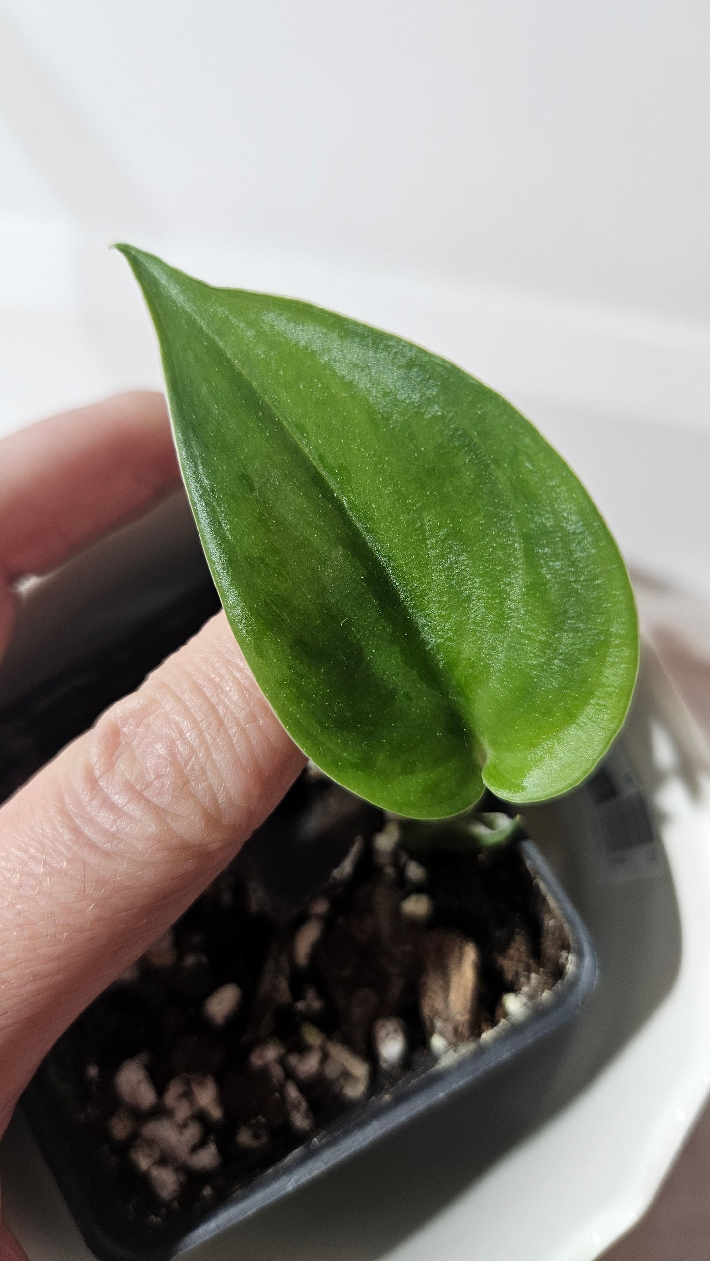 Scindapsus Green Army (SCI-965)