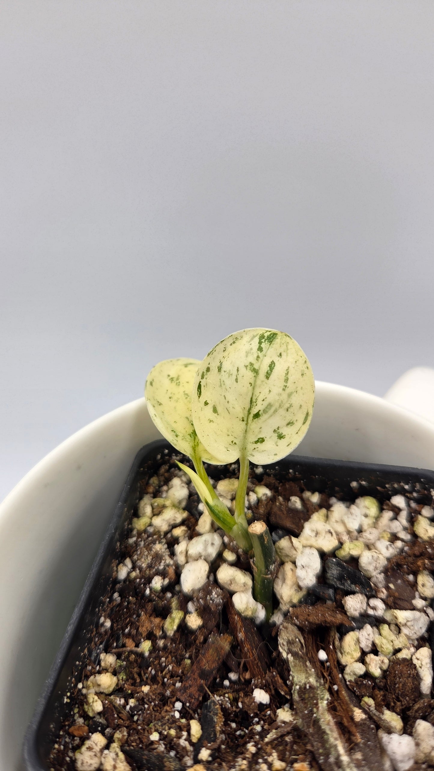 Scindapsus Blue Splash Variegata (SCI-1455)