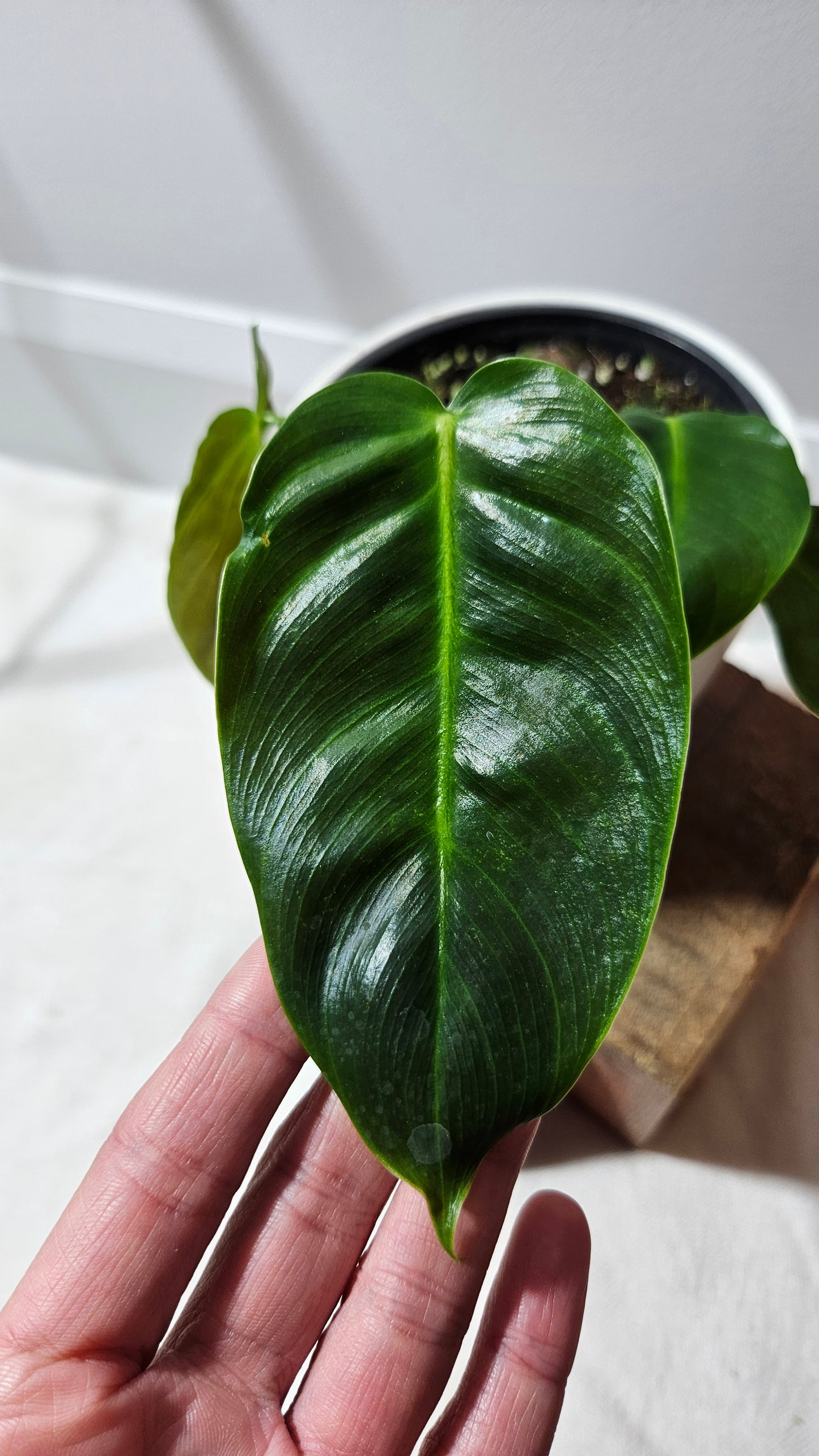 Philodendron Esmeraldense (PHI-528)