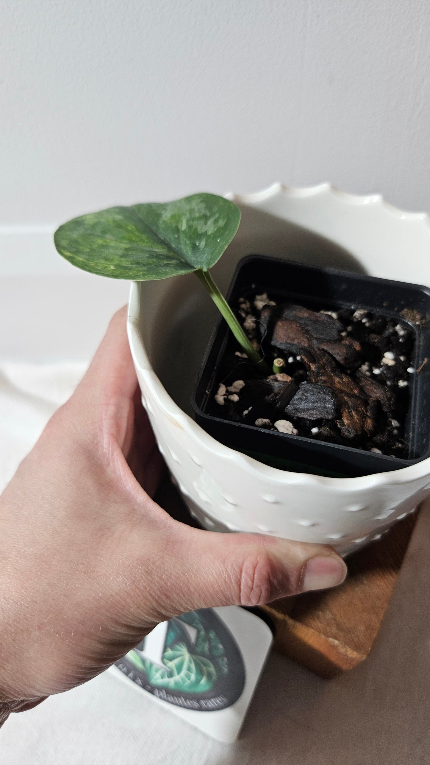 Scindapsus Exotica "Green on green" (SCI-985)