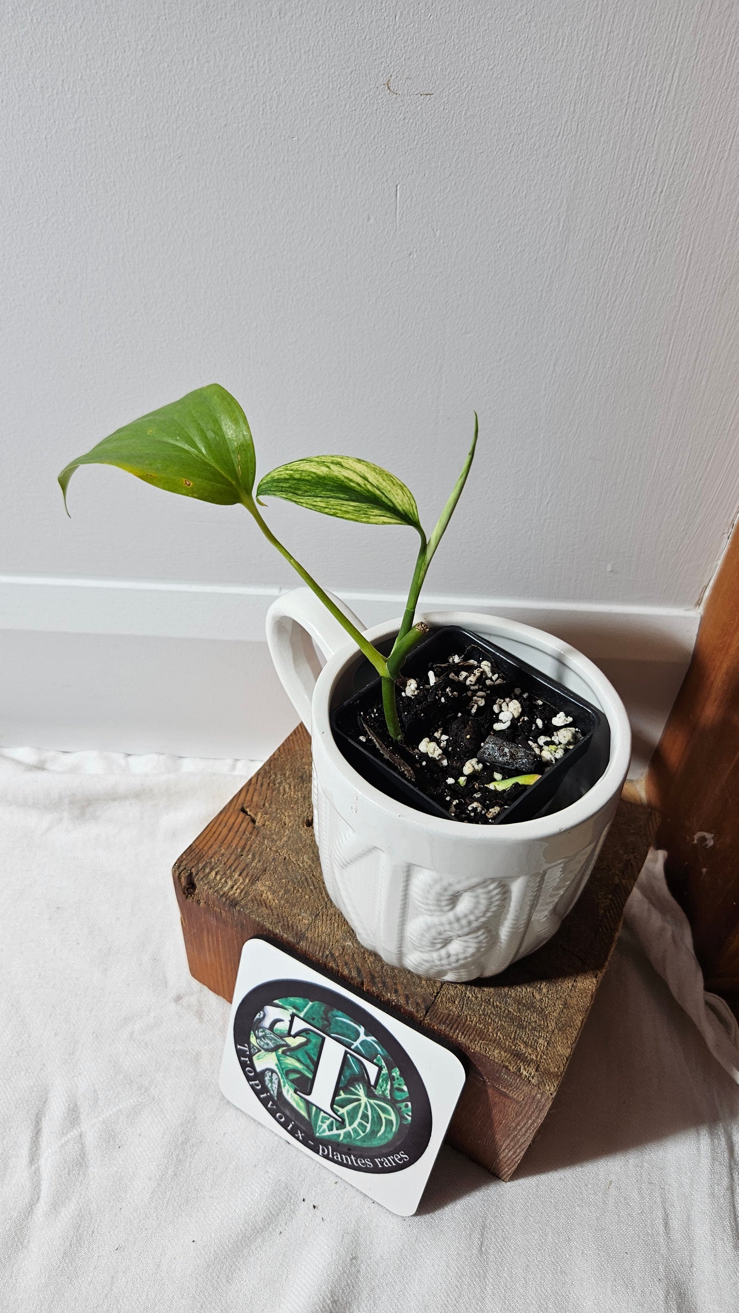 Scindapsus Longistipitatum Mint (SCI-1315)