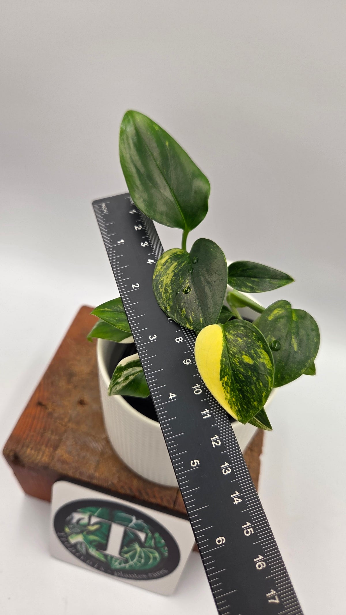 Monstera Standleyana Aurea (MON-584)