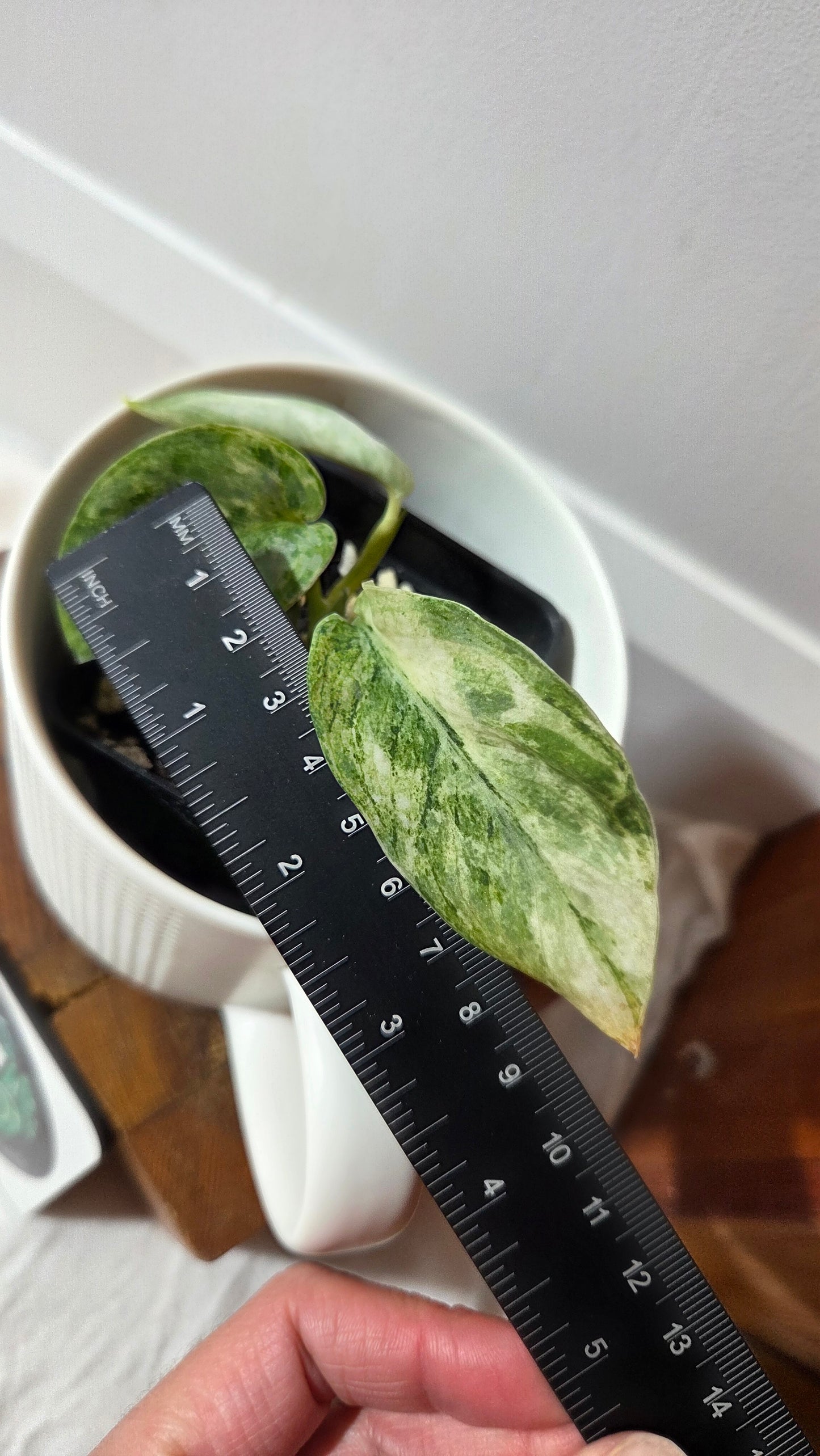 Scindapsus Perlas (SCI-1096)