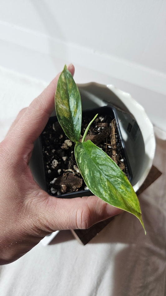 Rhaphidophora Masuwa Variegata (AUT-068)