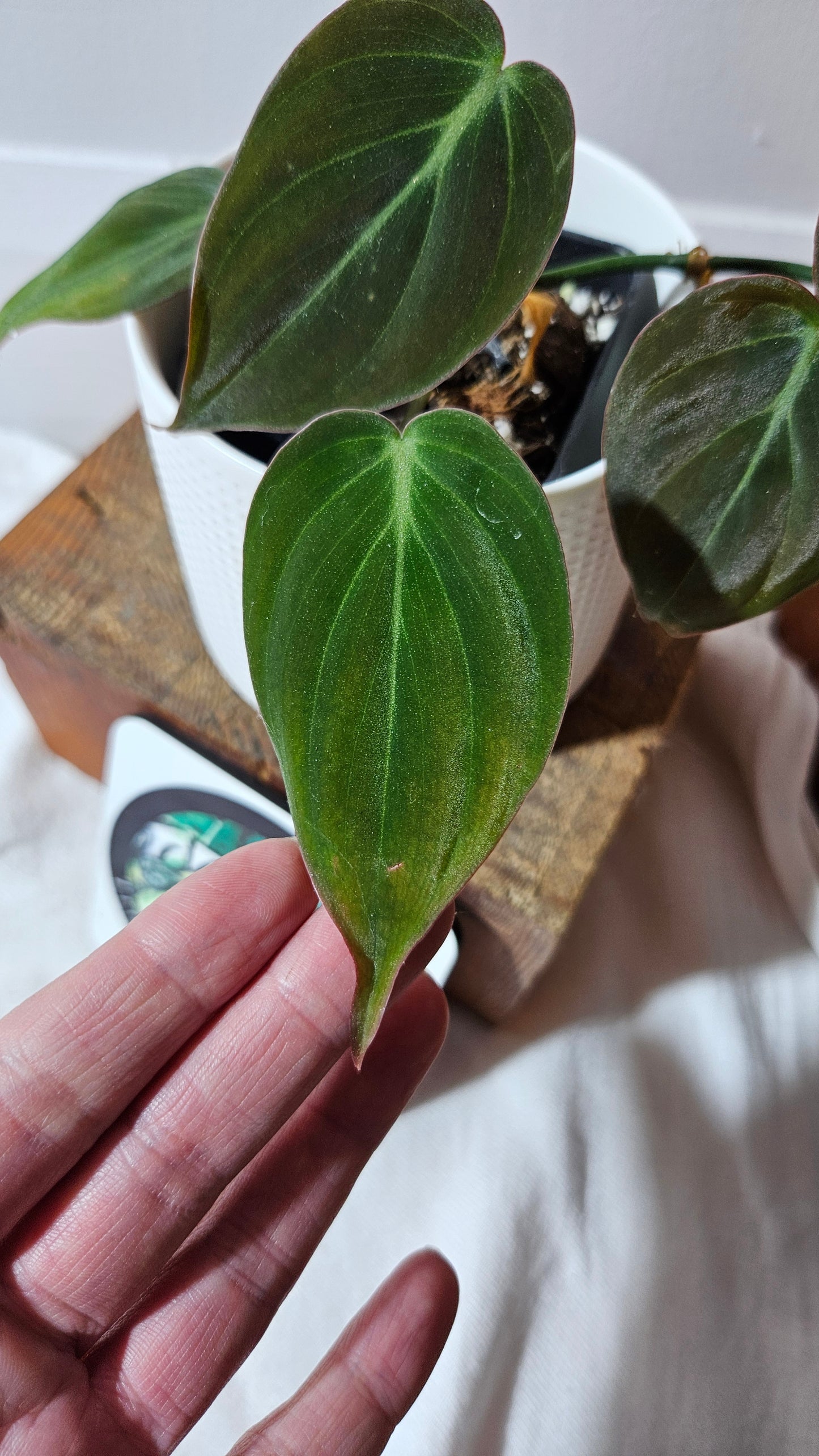 Philodendron Mican Var. REVERT (PHI-950)