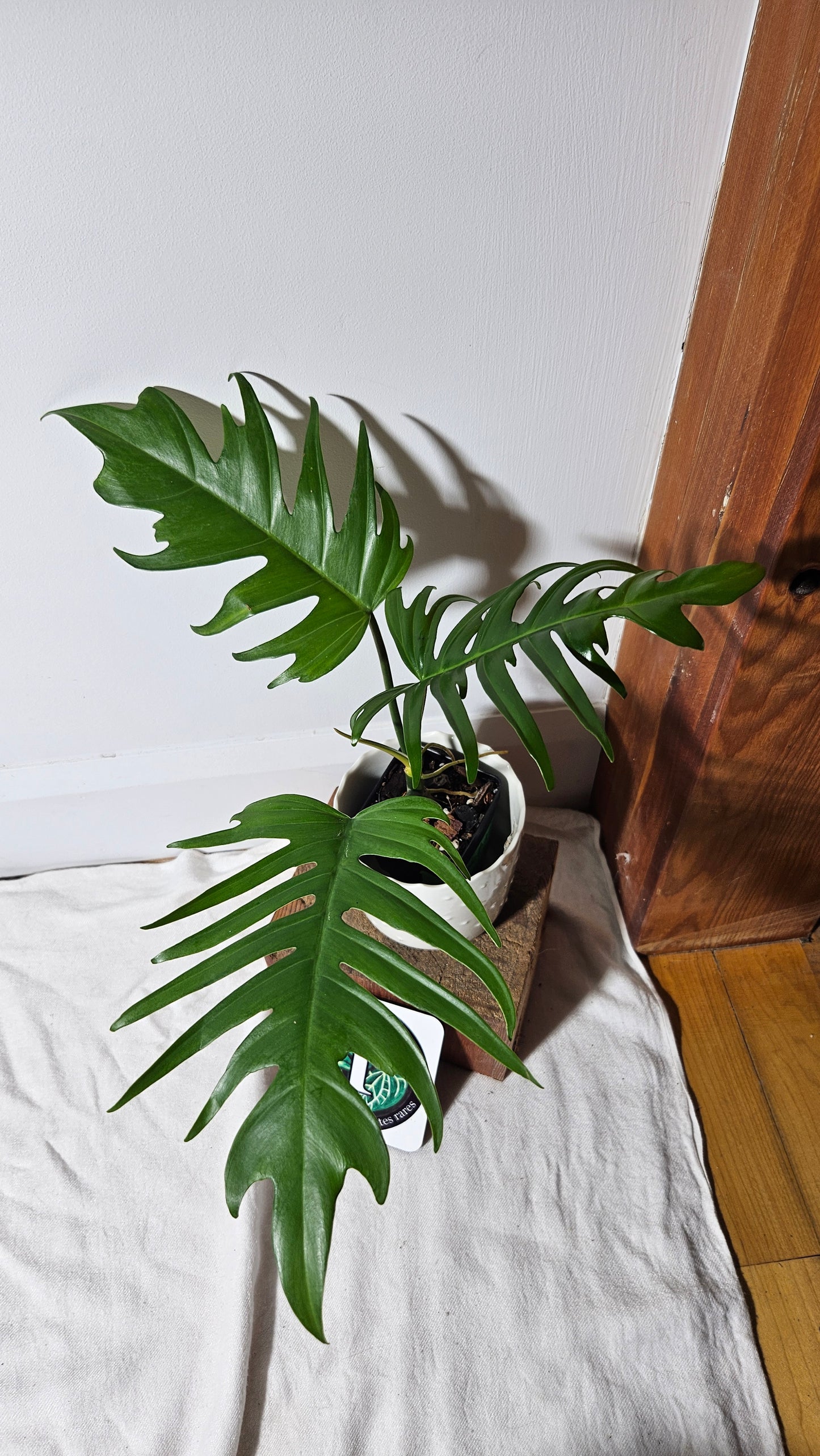 Philodendron Florida Beauty X Tortum REVERT(PHI-663)