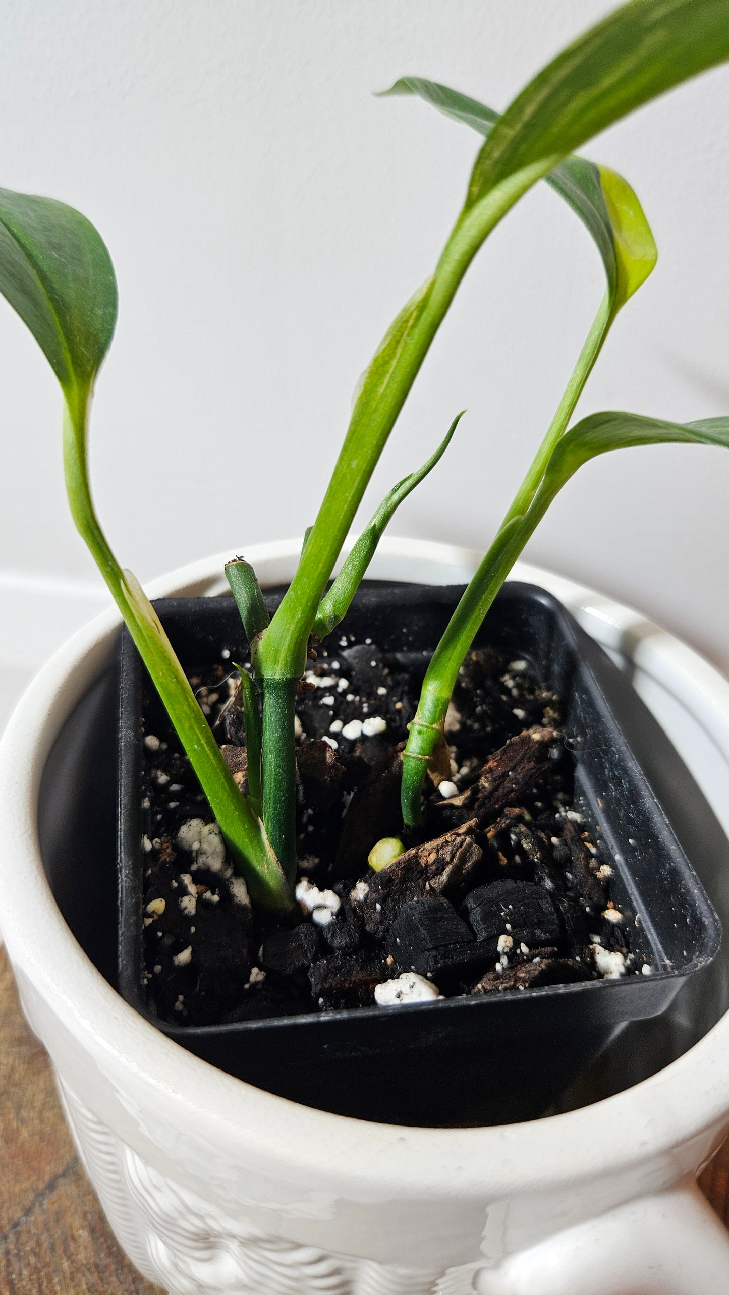 Epipremnum Amplissinum Variegata (EPI-165)