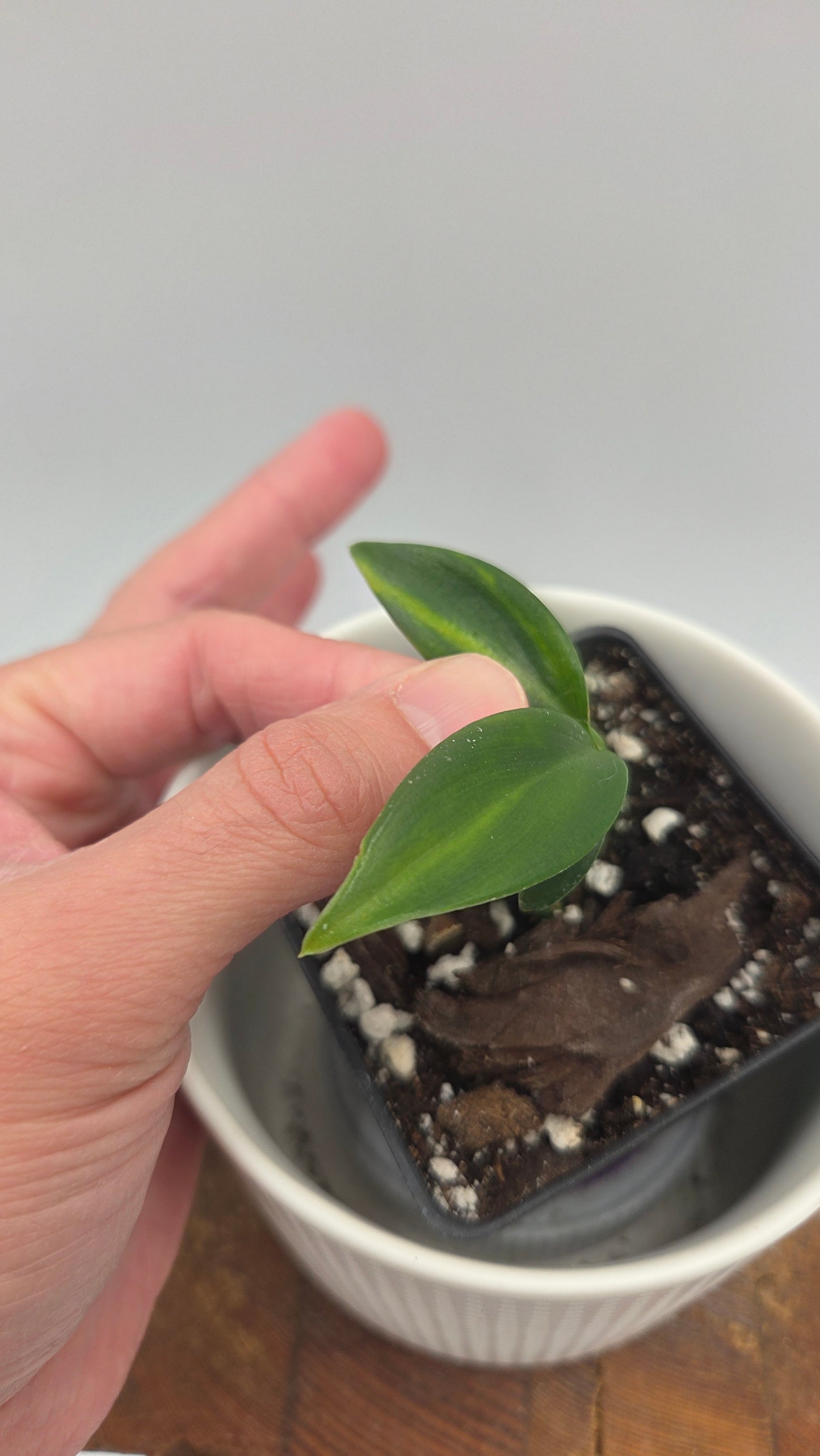 Scindapsus Coriaceus Aurea (SCI-1446)