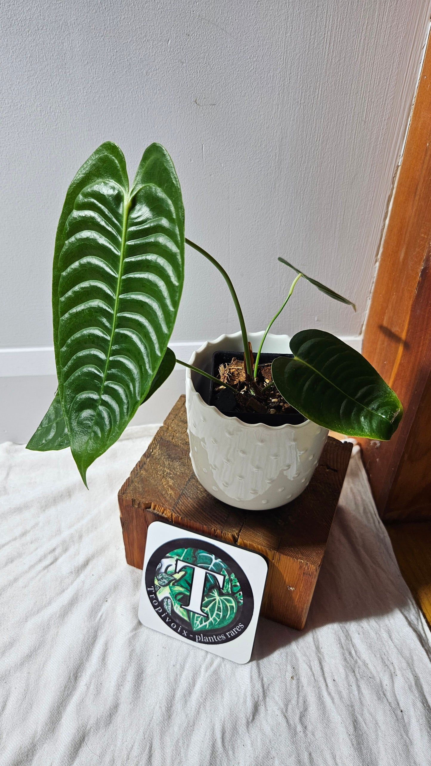 Anthurium Veitchii Narrow "format MOYEN" (ANT-606)