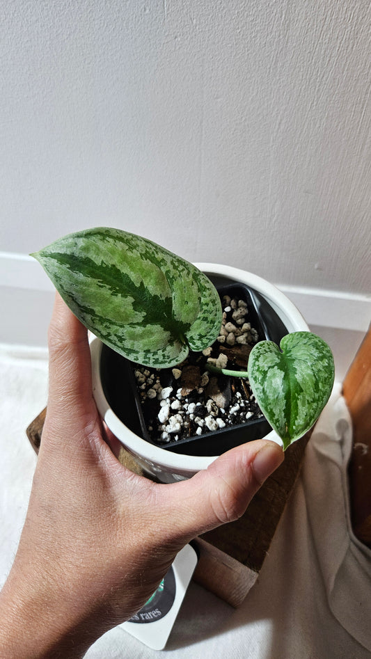 Scindapsus Tricolore silver Platinum (SCI-1118)